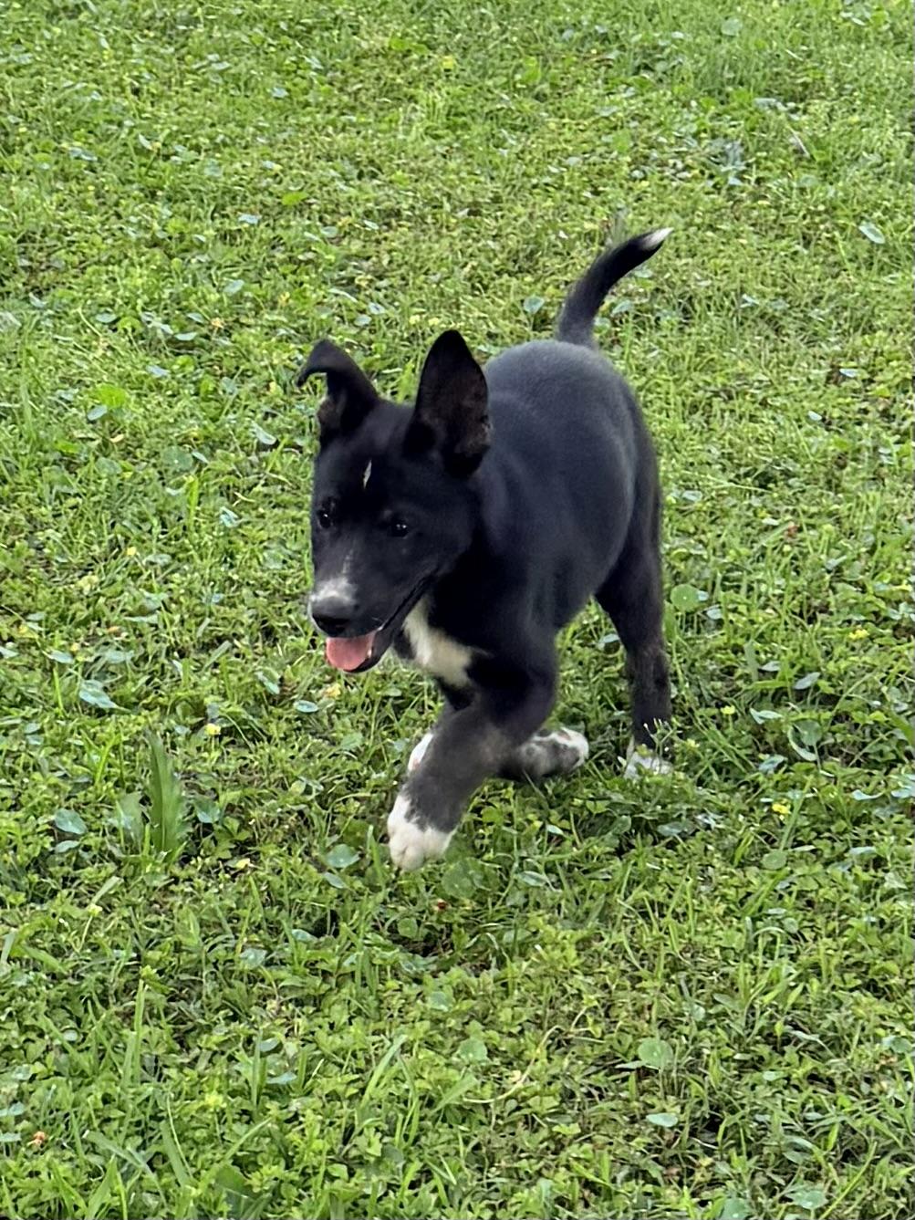 Enlarge Sissy, a ADOPTABLE mixed breed in Baker, LA image 2/6