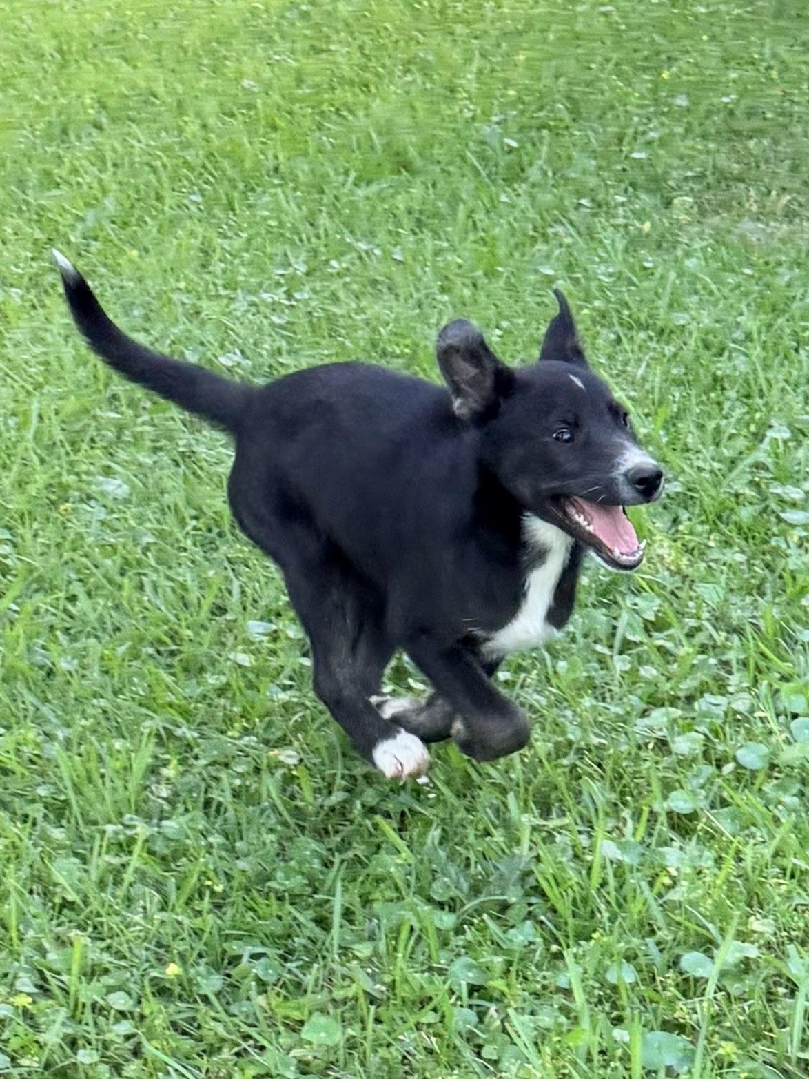 Enlarge Sissy, a ADOPTABLE mixed breed in Baker, LA image 6/6