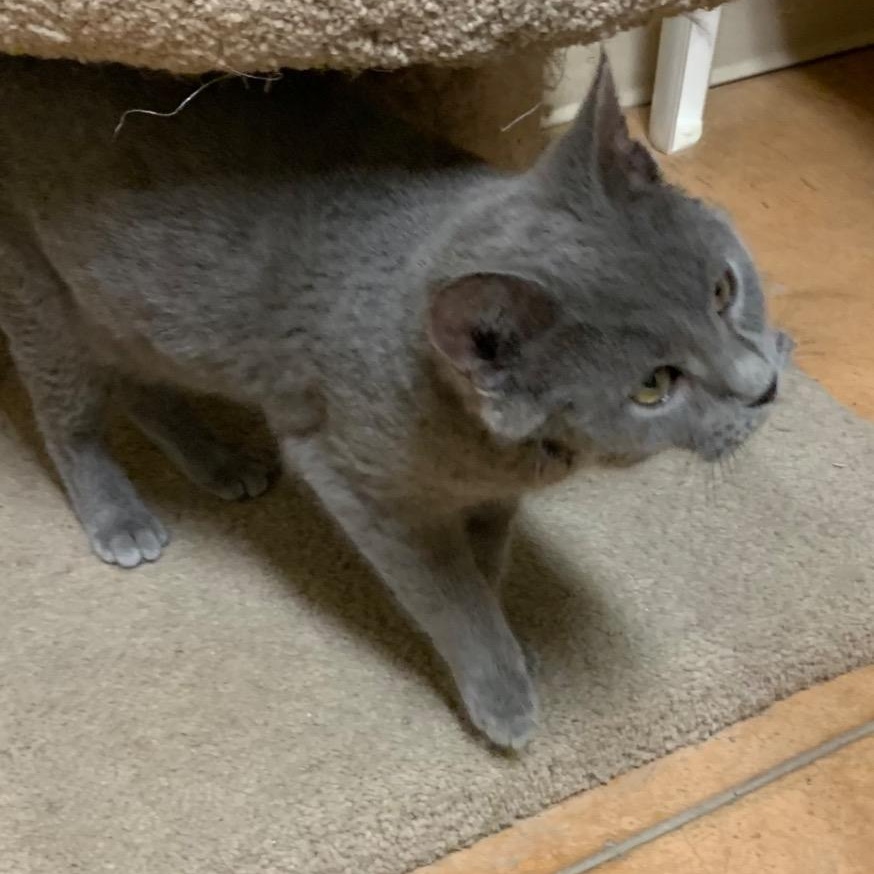 Caesar, a Adoptable Domestic Short Hair in Thayne, WY image 3/4