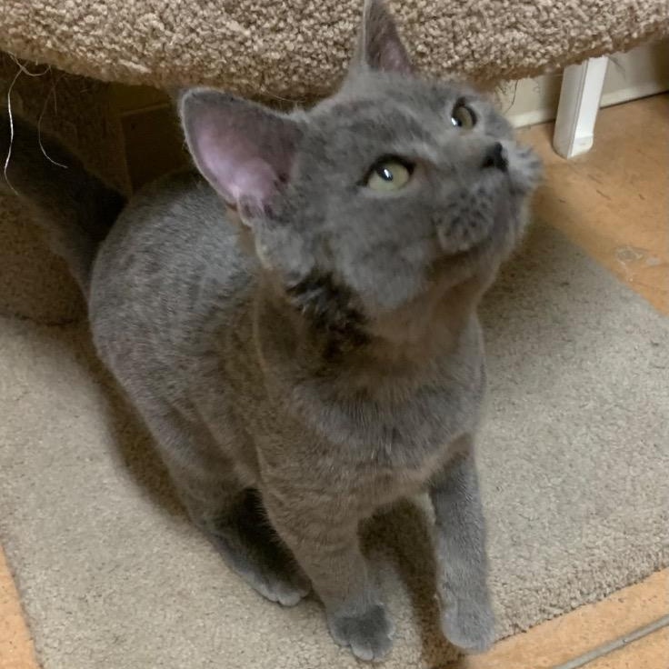 Caesar, a Adoptable Domestic Short Hair in Thayne, WY image 2/4