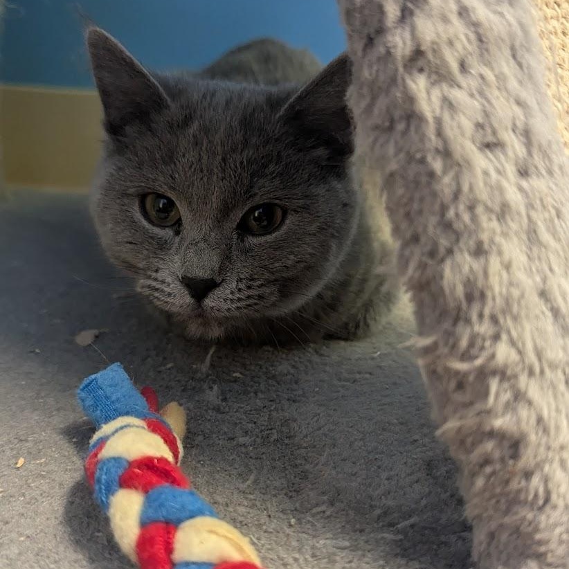 Caesar, a Adoptable Domestic Short Hair in Thayne, WY image 4/4