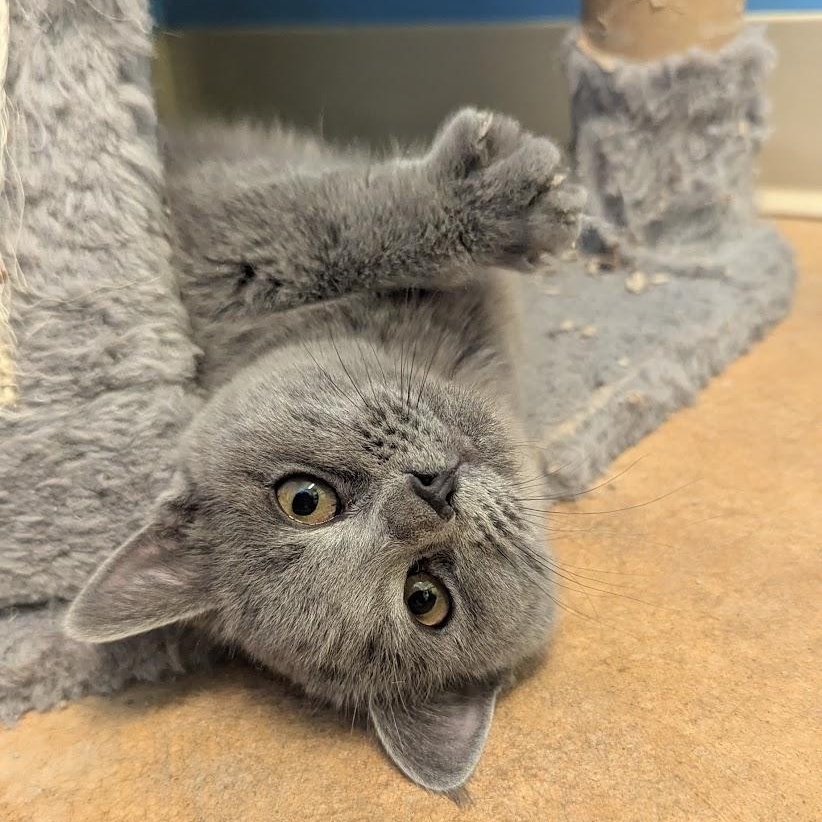 Caesar, a Adoptable Domestic Short Hair in Thayne, WY image 1/4