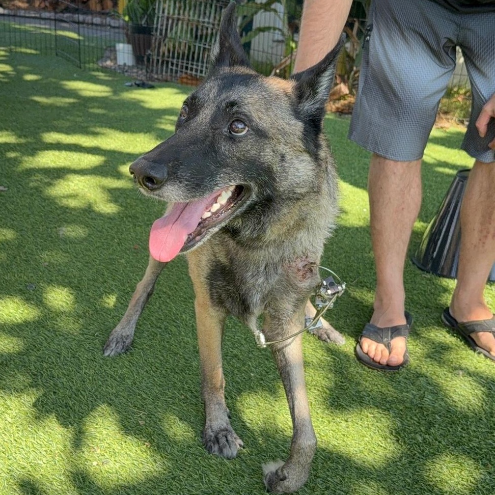 CANYON, a Adoptable German Shepherd Dog image 3/5