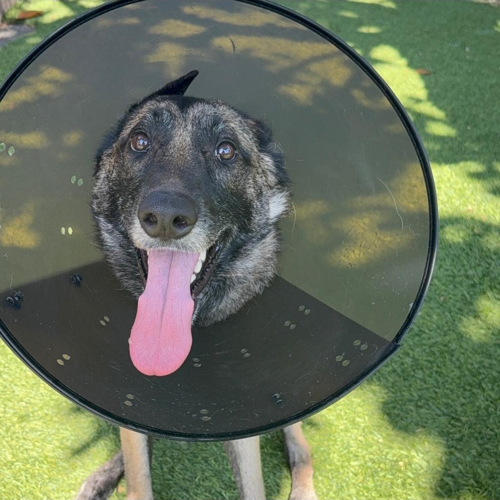 CANYON, a Adoptable German Shepherd Dog image 4/5