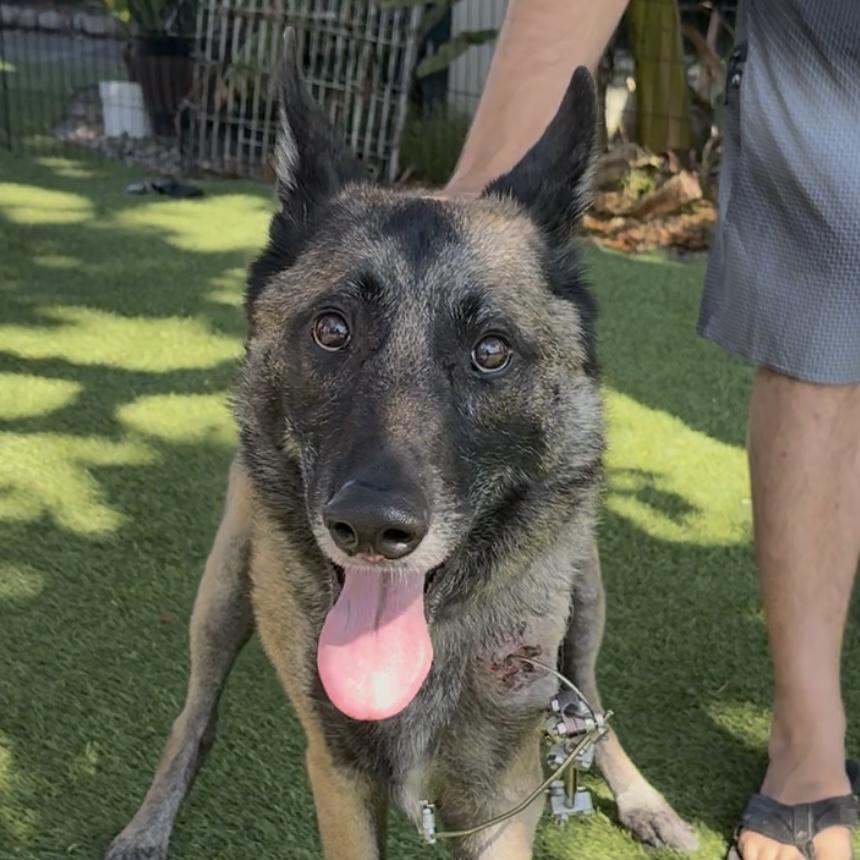 CANYON, Adoptable, Adult Male German Shepherd Dog.