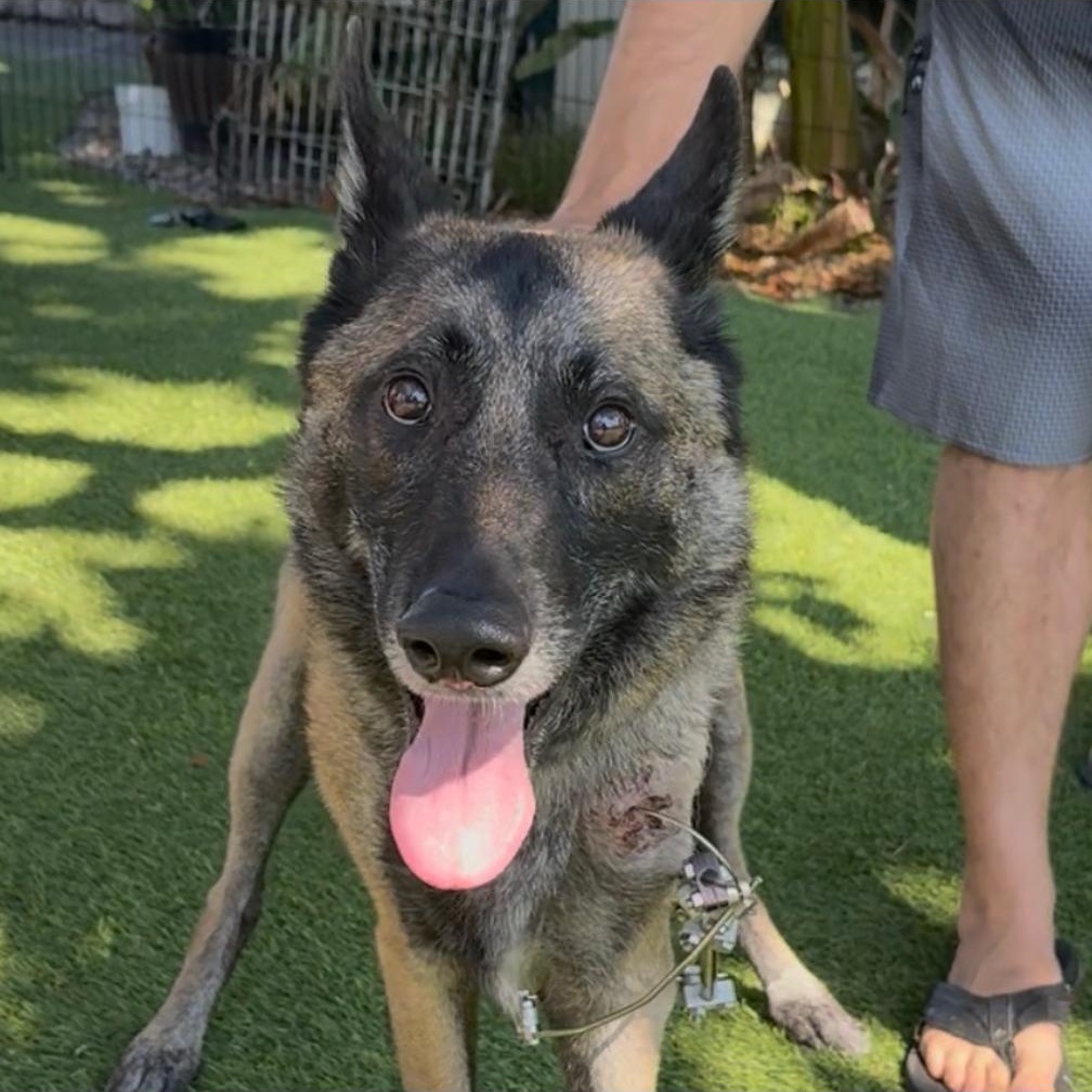 CANYON, a Adoptable German Shepherd Dog image 2/5