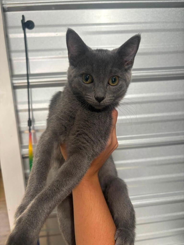 Prince Pickles, Adoptable, Kitten Male Domestic Short Hair.