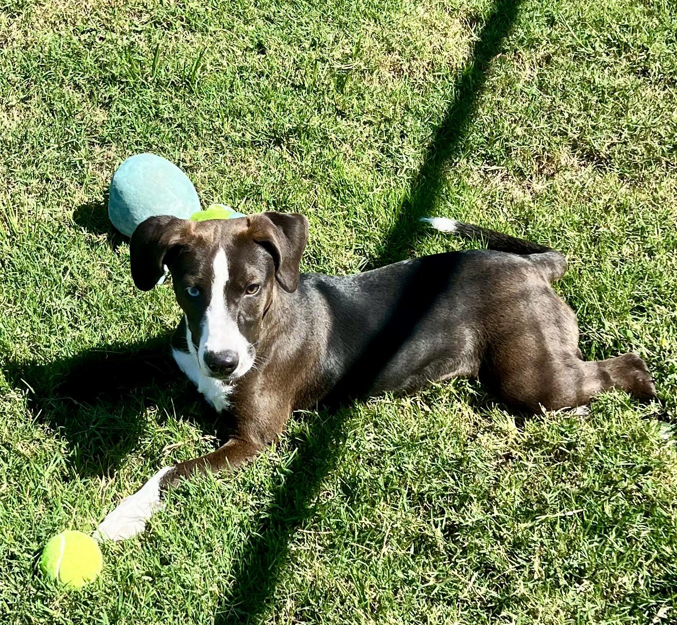 Enlarge River, an adoptable mixed breed in Horn Lake, MS image 2/6