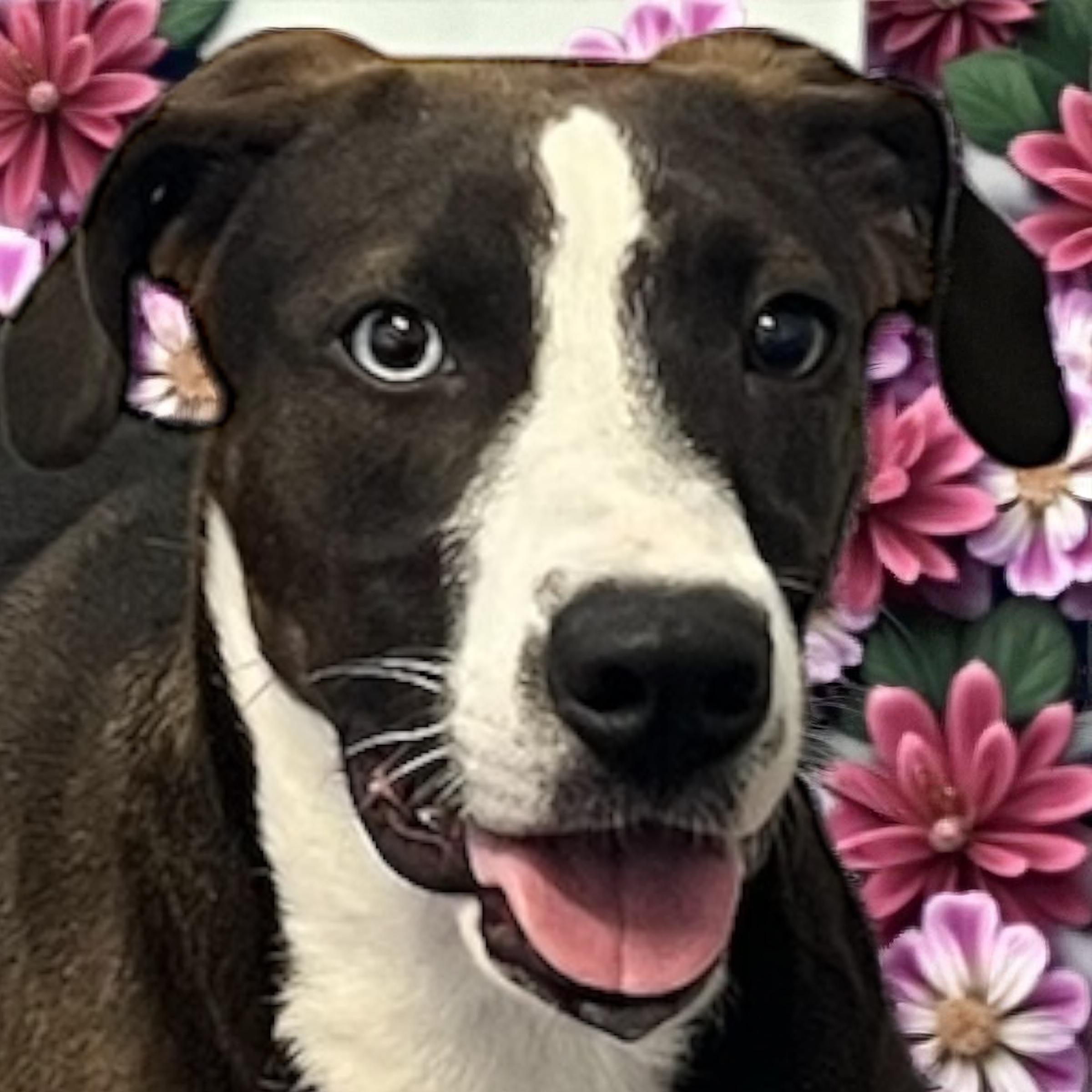 Enlarge River, an adoptable mixed breed in Horn Lake, MS image 4/6