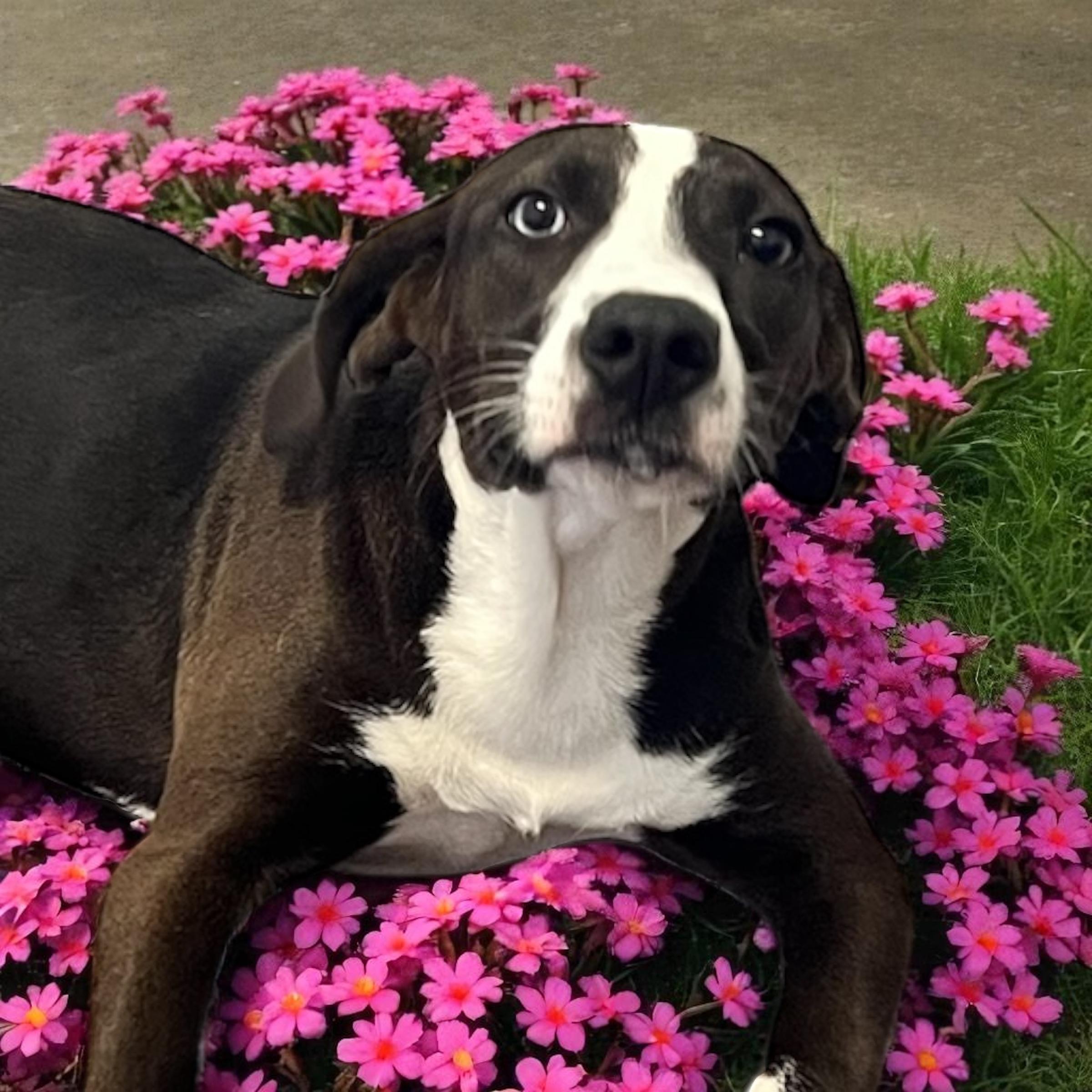Enlarge River, an adoptable mixed breed in Horn Lake, MS image 5/6
