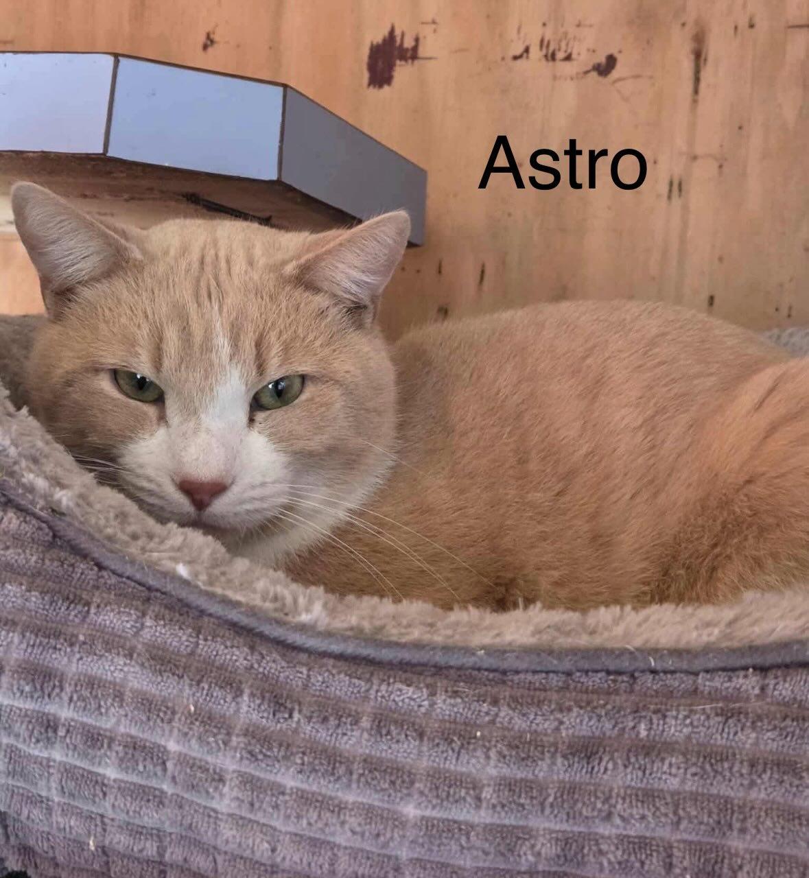 Astro, ADOPTABLE, Adult Male Domestic Short Hair.
