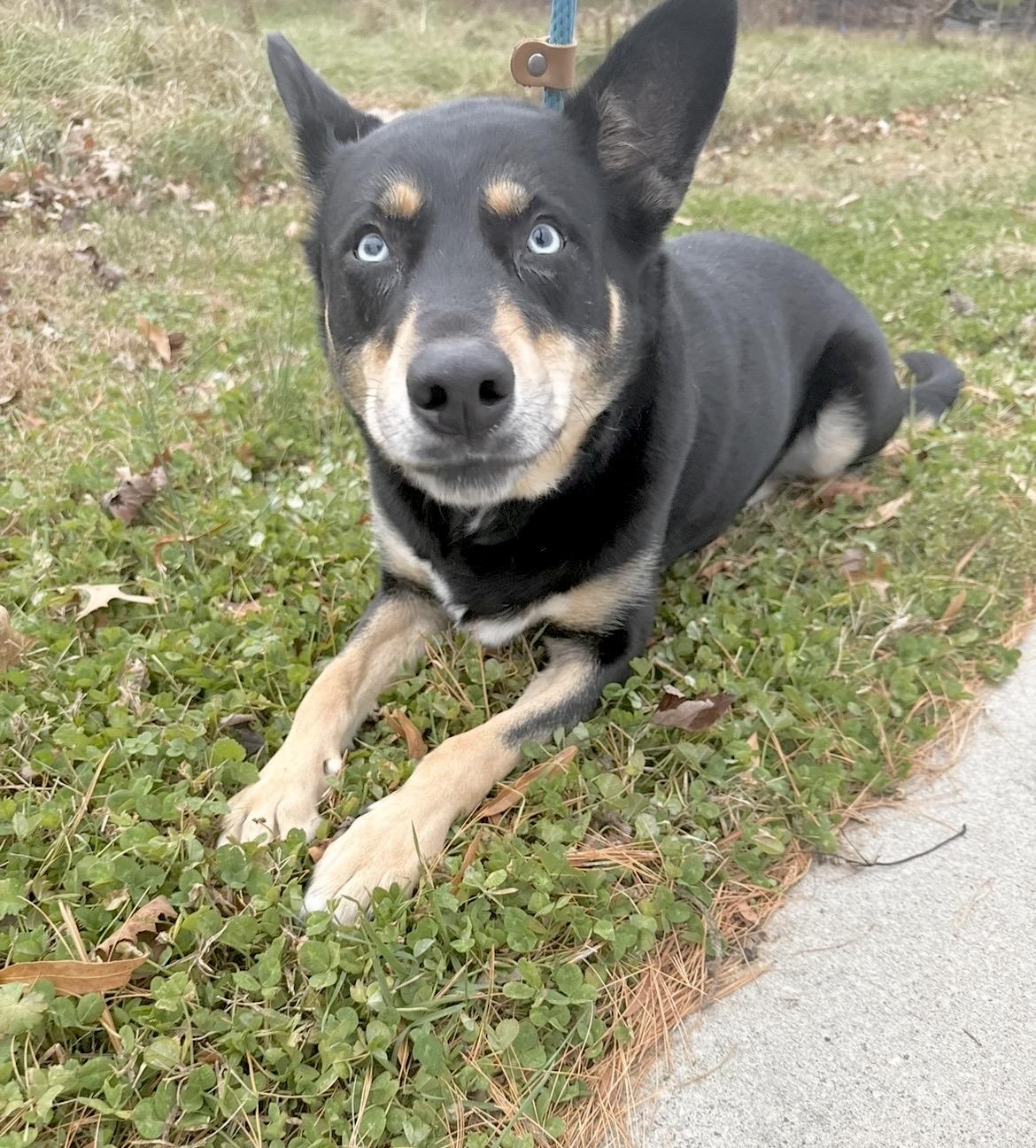 Enlarge Cora - Courtesy Post, a Adoptable mixed breed in Chestertown, MD image 4/6