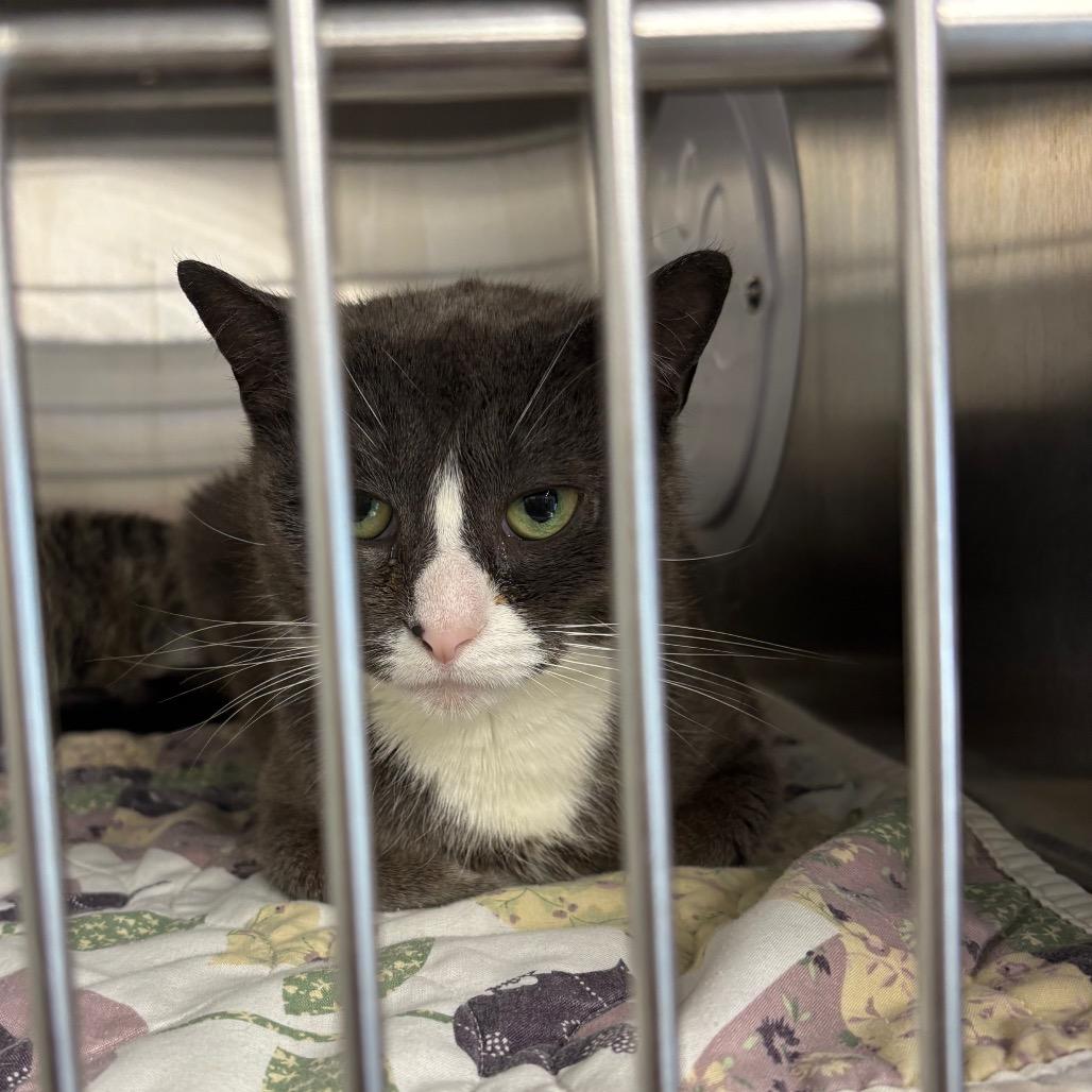 Gigi, Adoptable, Young Female Domestic Short Hair.