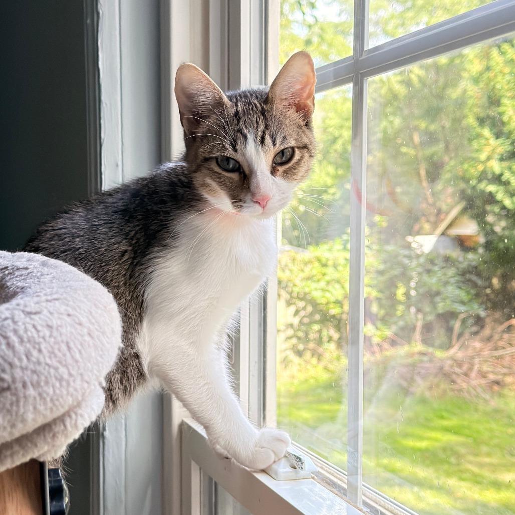 Sophia, Adoptable, Young Female Domestic Short Hair.