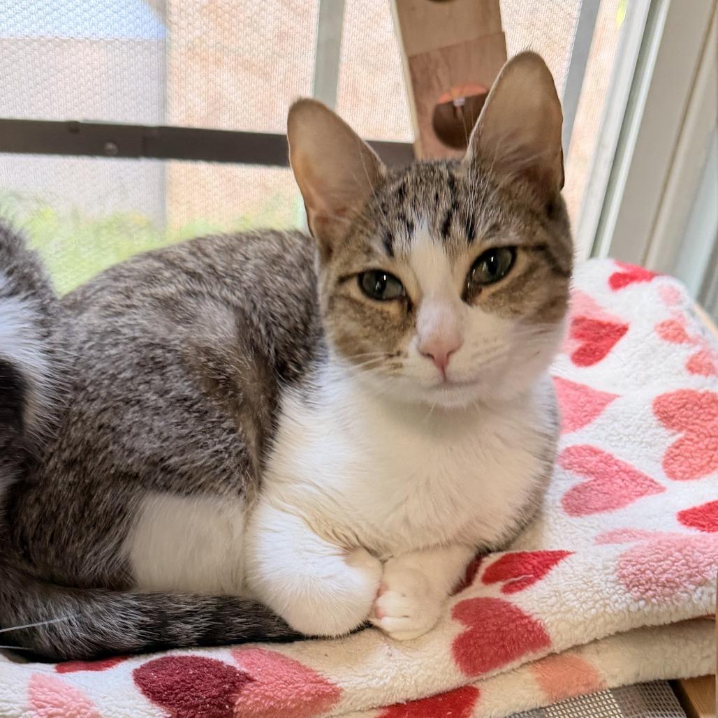 Enlarge Sophia, a Adoptable Domestic Short Hair in Richland, MI image 2/3