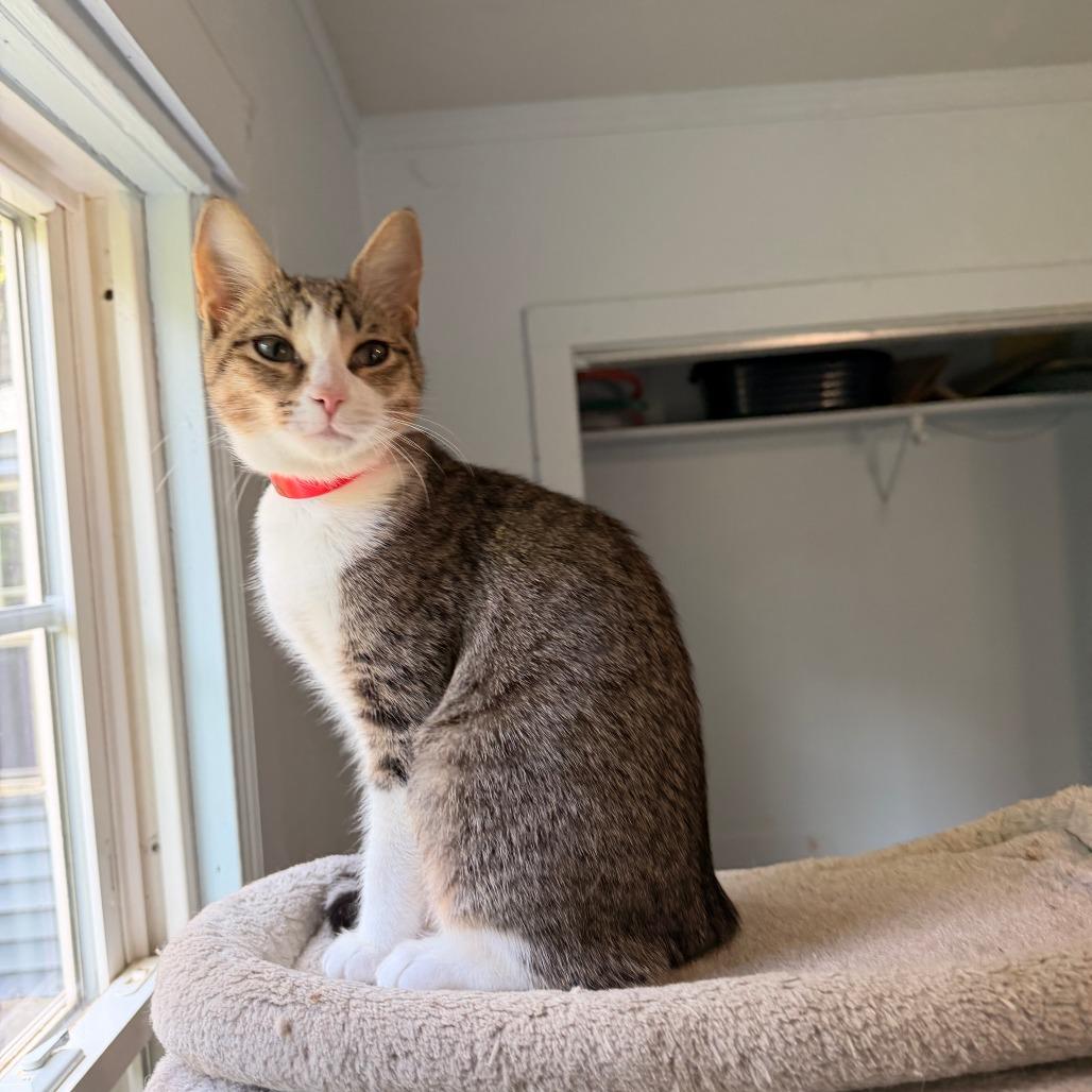 Enlarge Sophia, a Adoptable Domestic Short Hair in Richland, MI image 3/3