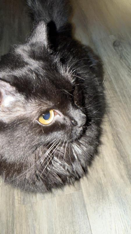 Fig (Miatuko), Adoptable, Adult Female Domestic Medium Hair.