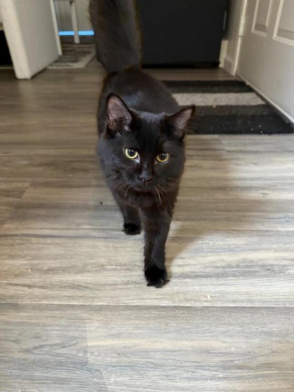 Enlarge Fig (Miatuko), a Adoptable Domestic Medium Hair in Sunnyvale, CA image 2/4