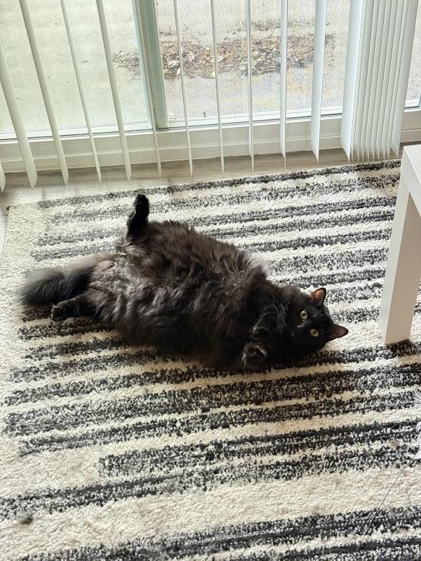 Enlarge Fig (Miatuko), a Adoptable Domestic Medium Hair in Sunnyvale, CA image 3/4