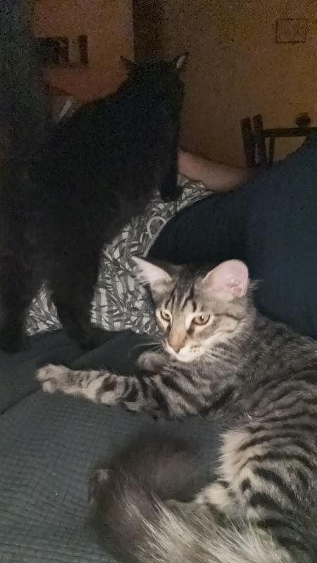 Enlarge Fig (Miatuko), a Adoptable Domestic Medium Hair in Sunnyvale, CA image 4/4