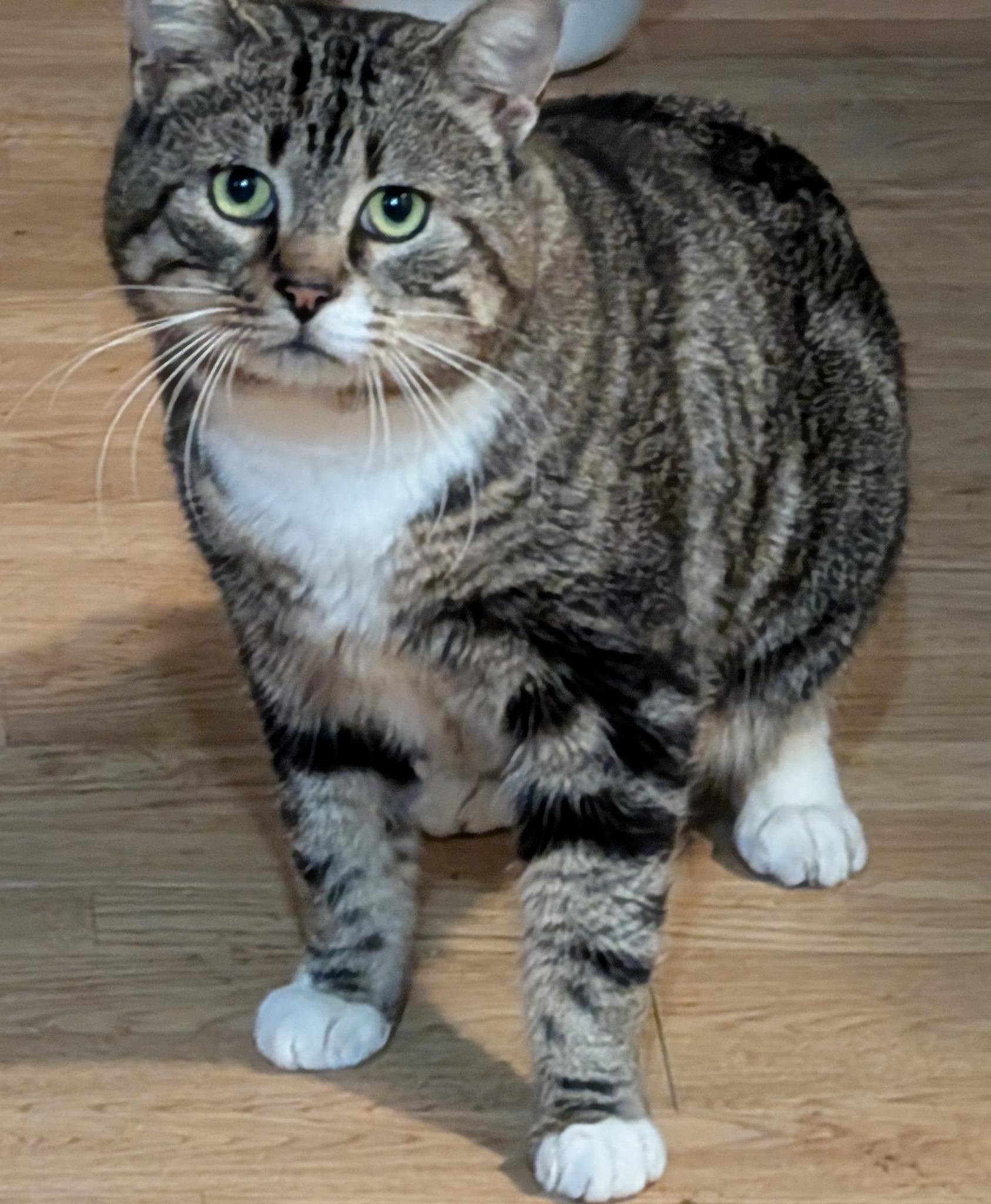 Enlarge Muffin, a Adopted Domestic Short Hair in Queensbury, NY image 1/1