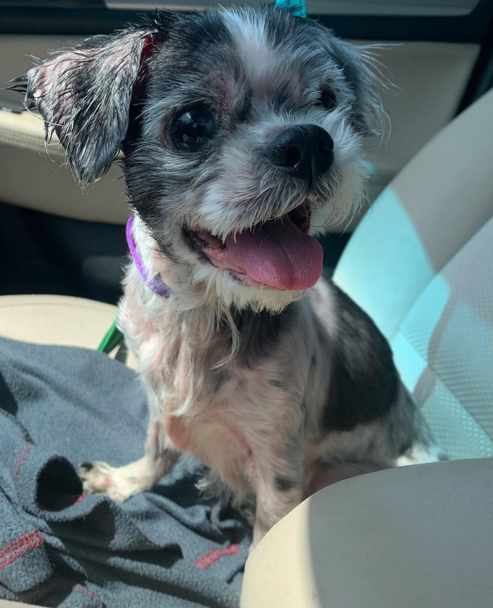 Enlarge Liberty Rose, a Adopted Shih Tzu in Bloomington, IL image 1/2