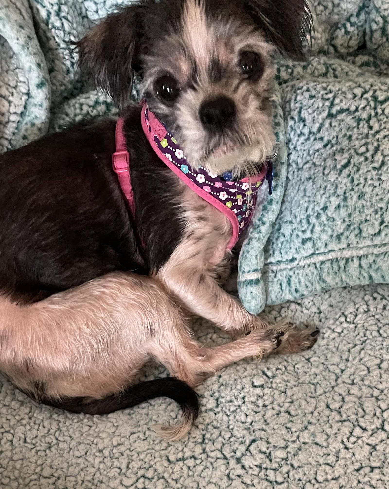 Enlarge Liberty Rose, a Adopted Shih Tzu in Bloomington, IL image 2/2