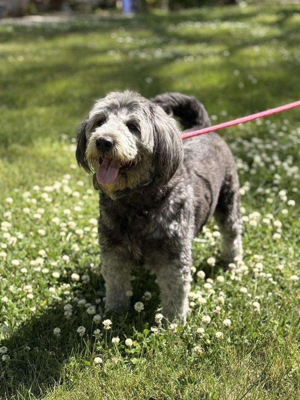 STELLA, a Adoptable mixed breed in Hagerstown, MD image 1/3