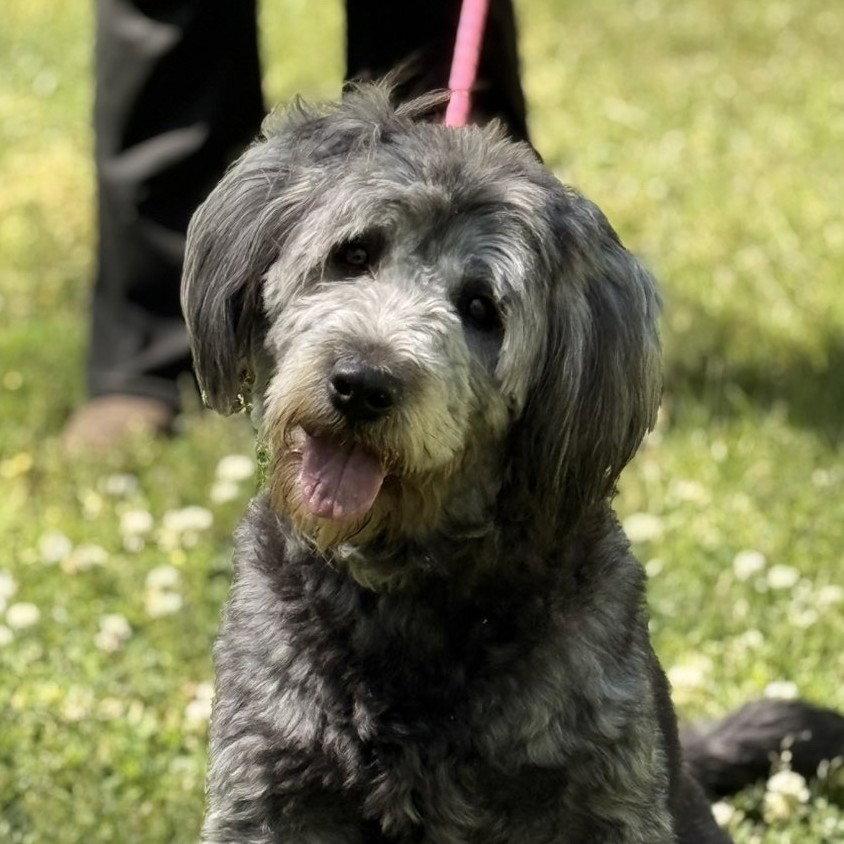STELLA, a Adoptable mixed breed in Hagerstown, MD image 3/3