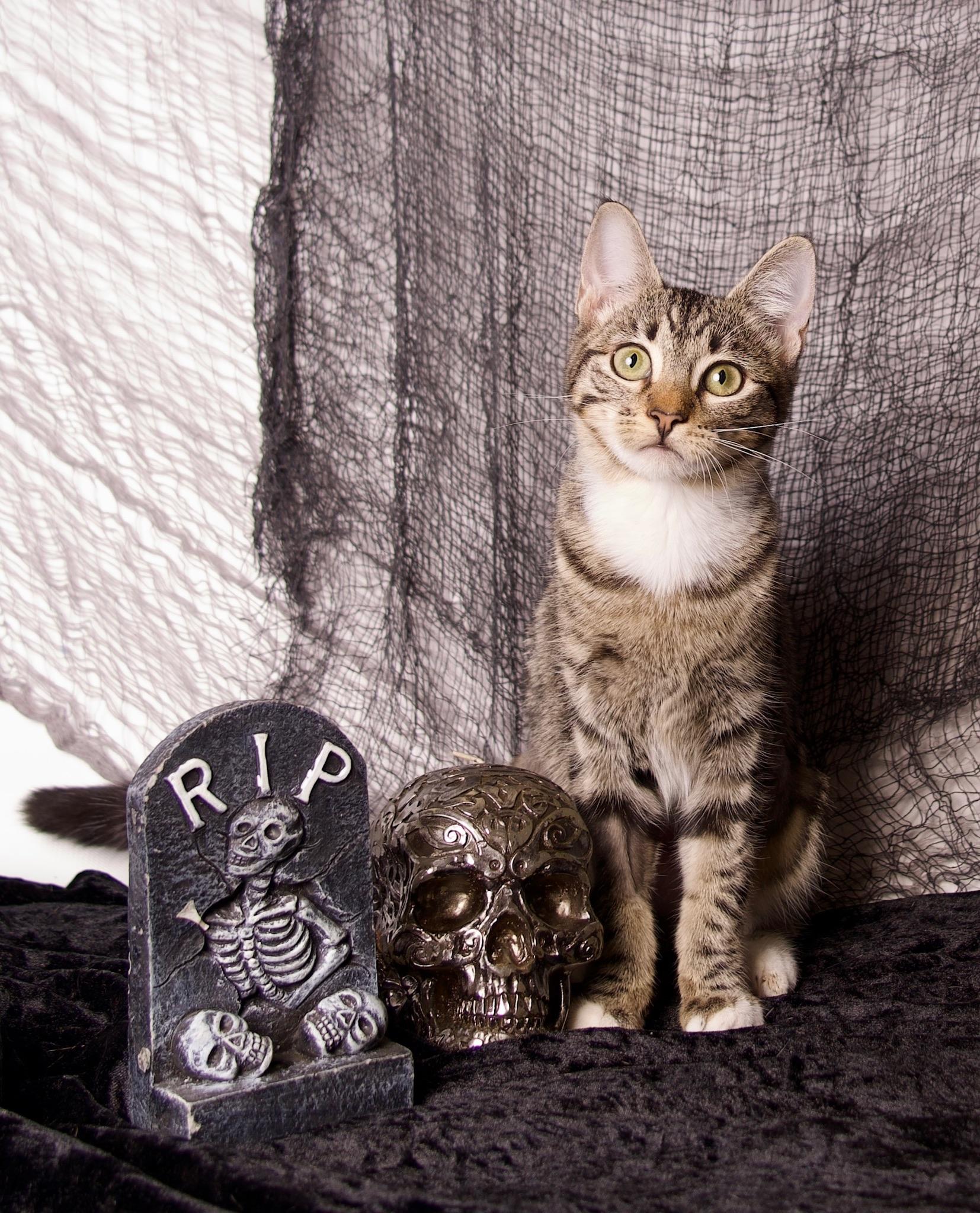 Fiona, Adoptable, Young Female Domestic Short Hair.