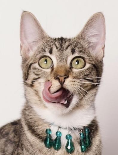 Enlarge Fiona, a Adoptable Domestic Short Hair in Riverside, CA image 2/5