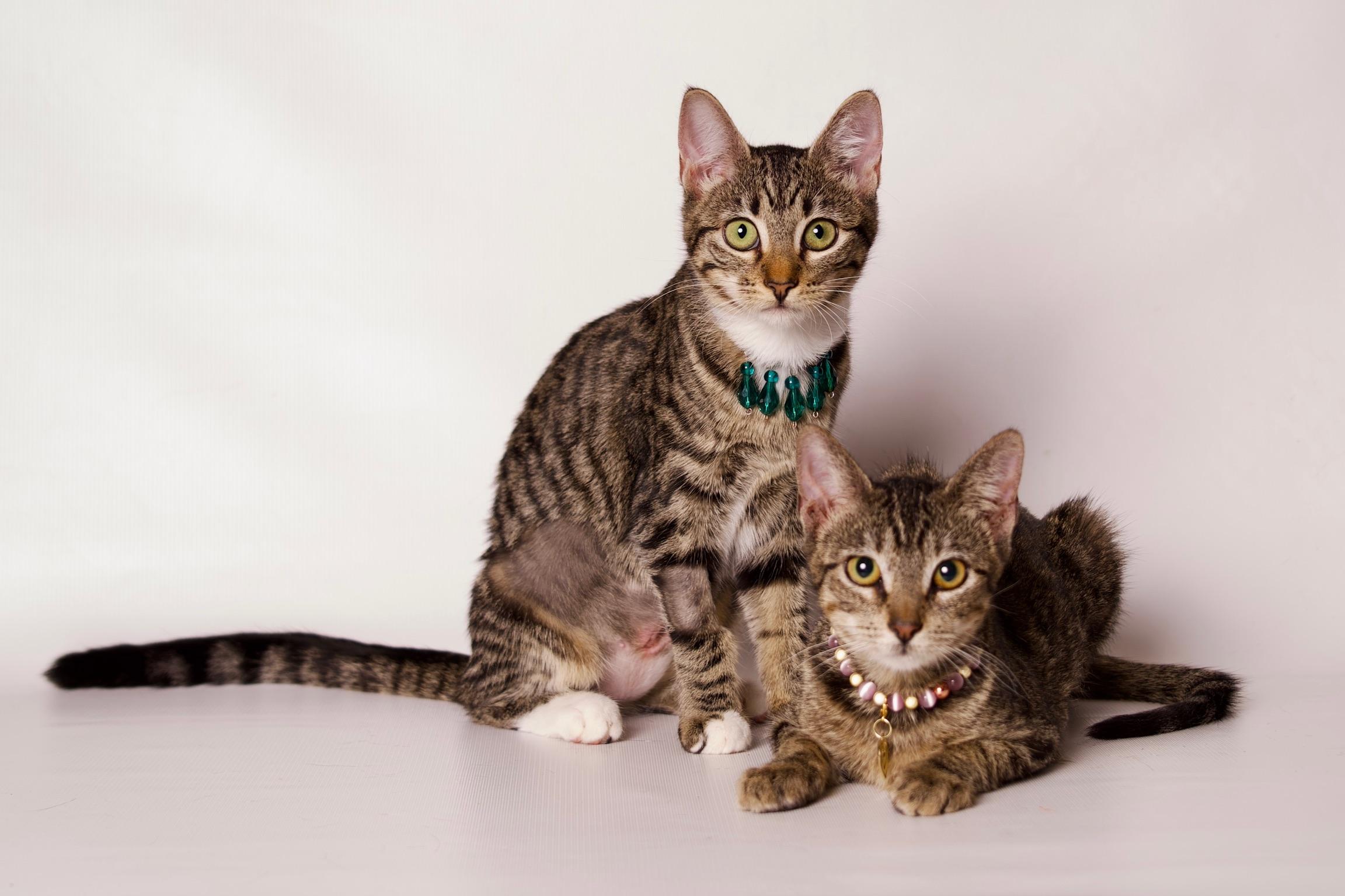 Enlarge Fiona, a Adoptable Domestic Short Hair in Riverside, CA image 3/5