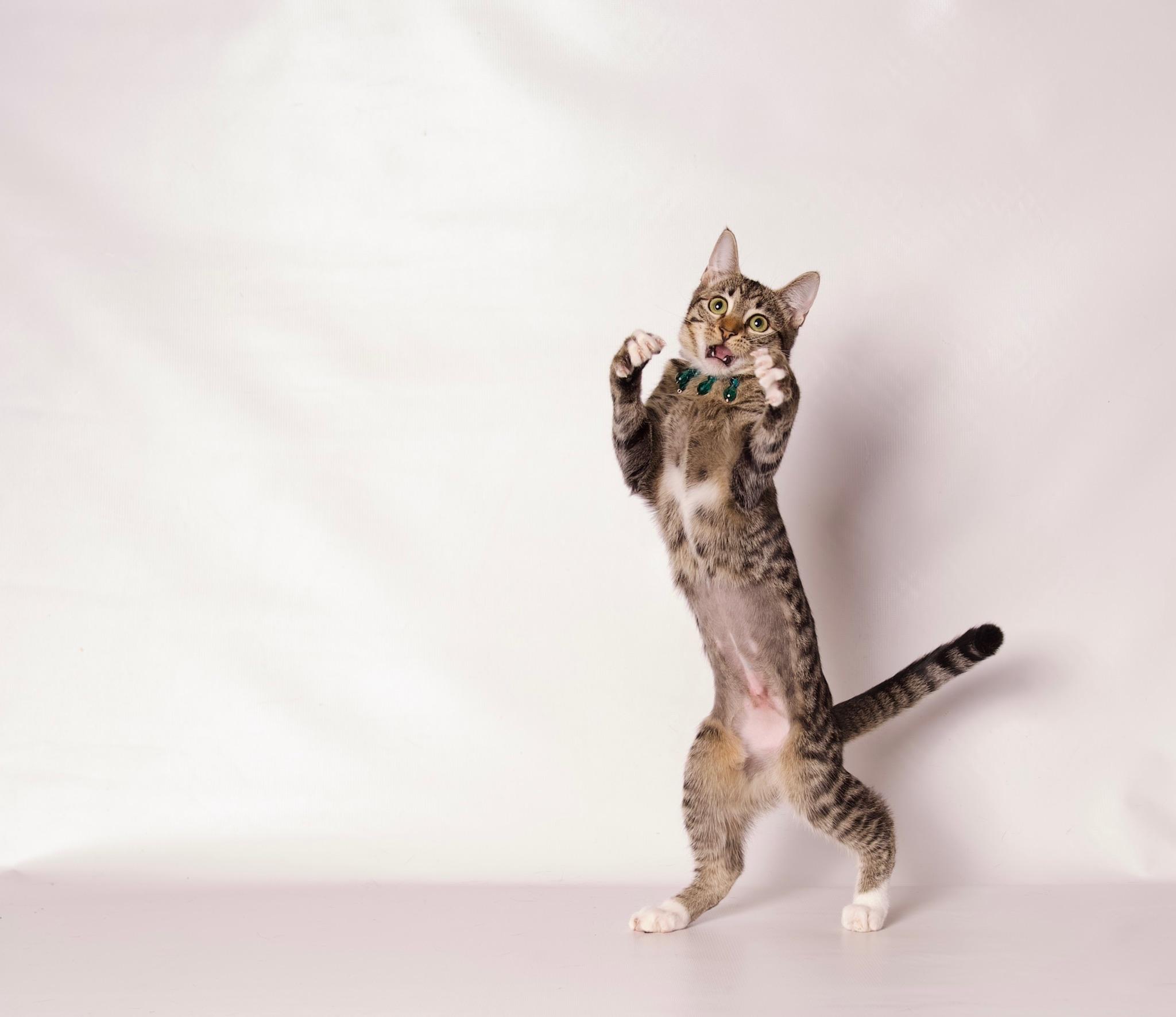 Enlarge Fiona, a Adoptable Domestic Short Hair in Riverside, CA image 4/5