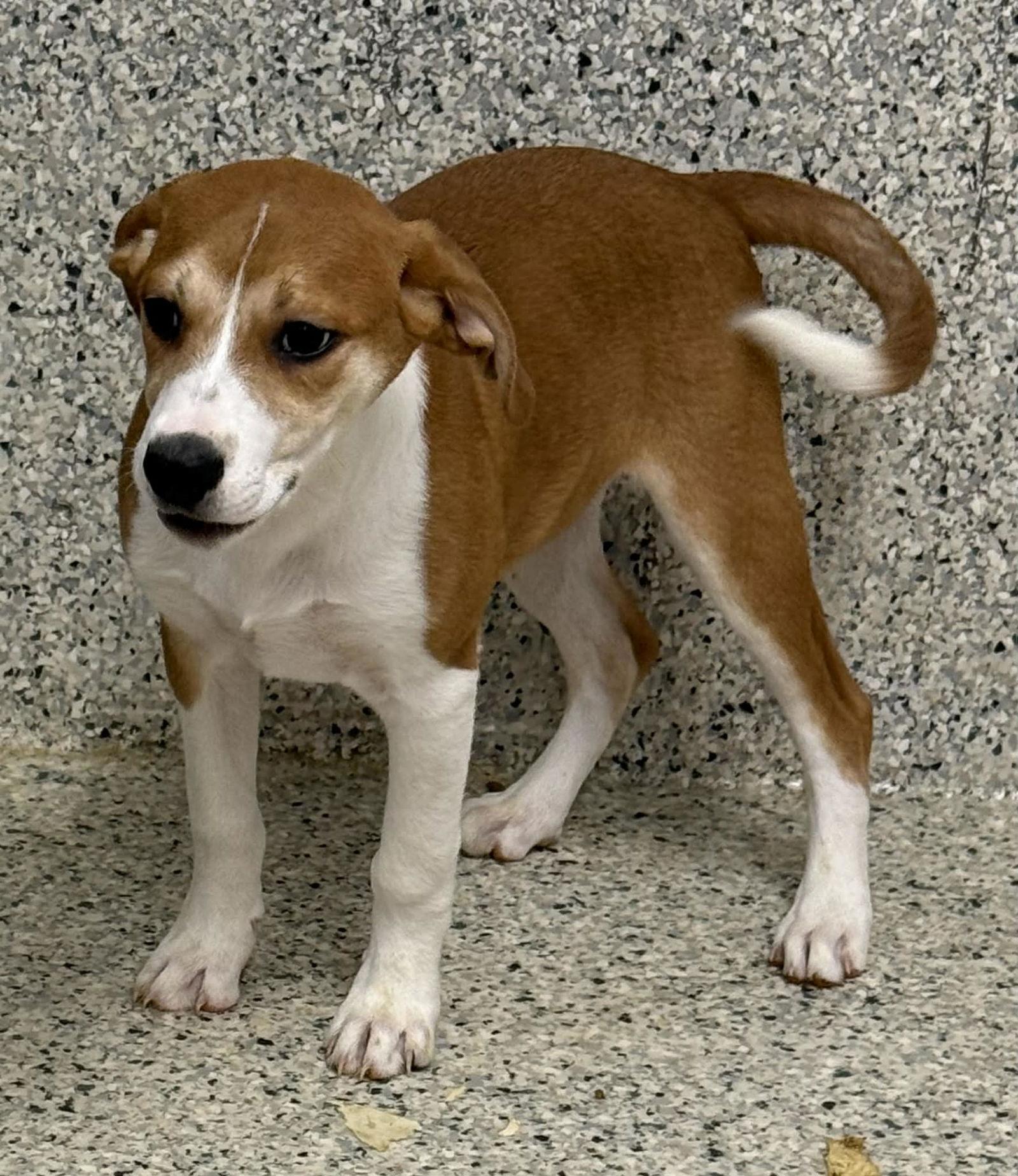 Desi, Adoptable, Puppy Female Hound & Vizsla.