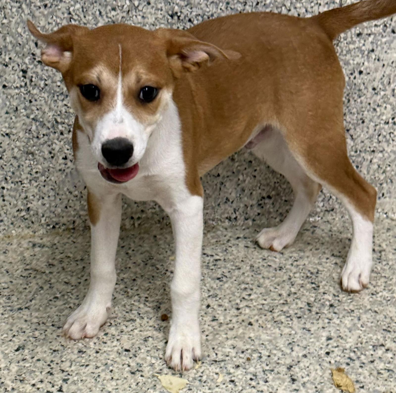 Enlarge Desi, a Adoptable mixed breed in Mechanicsburg, PA image 2/3