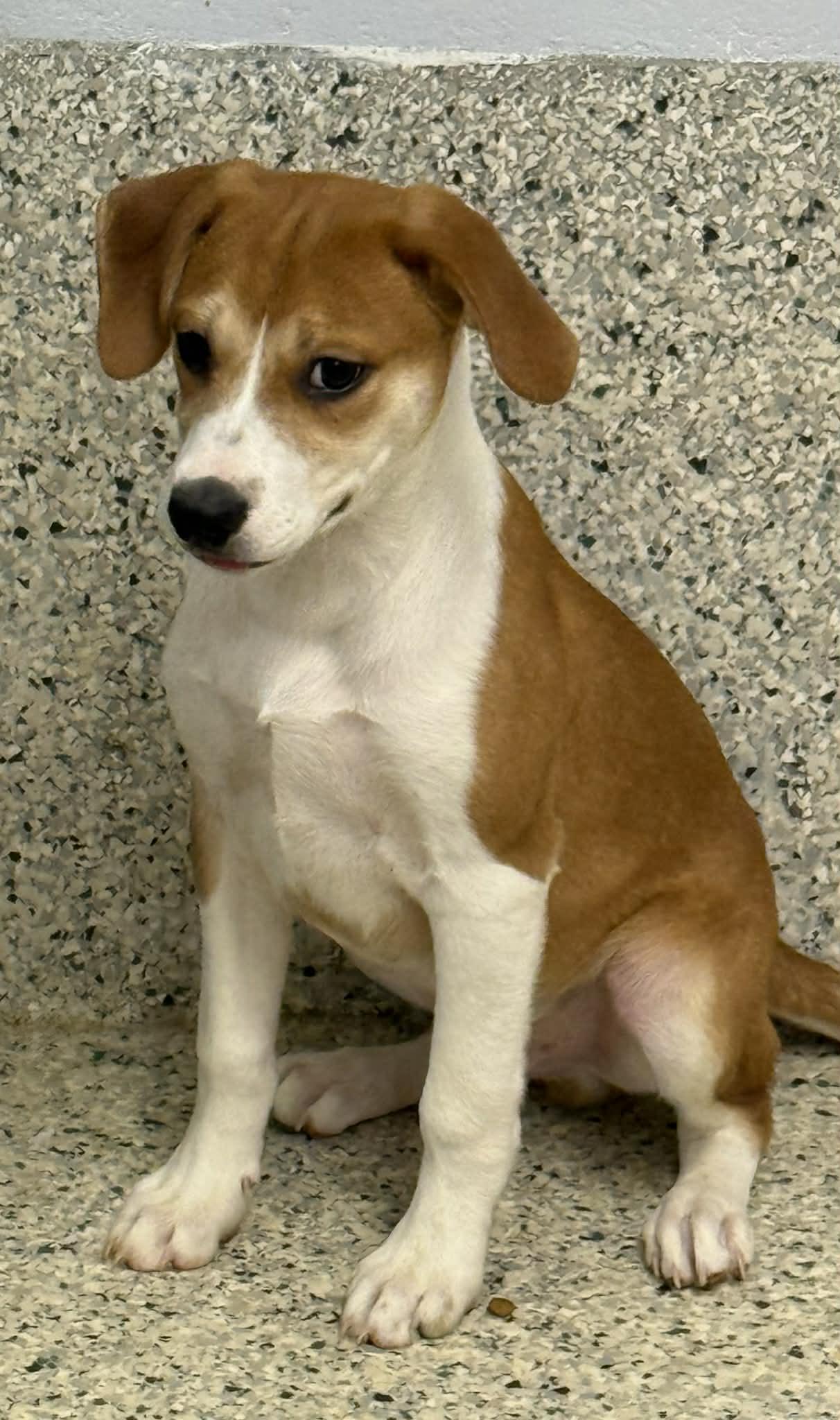 Enlarge Desi, a Adoptable mixed breed in Mechanicsburg, PA image 3/3