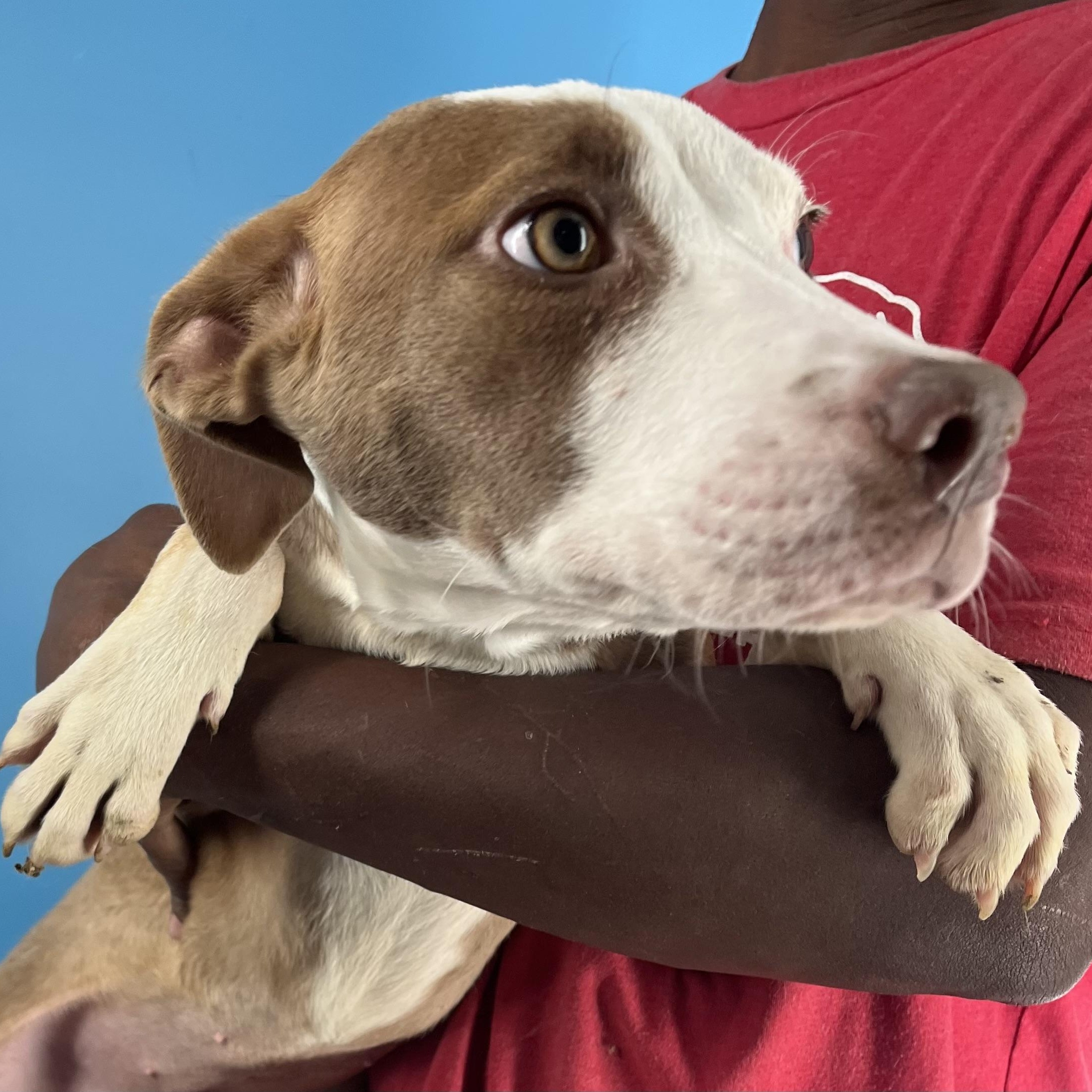 Enlarge Bonnie - Local Jan 9-11, a Adoptable mixed breed in North Smithfield, RI image 5/6