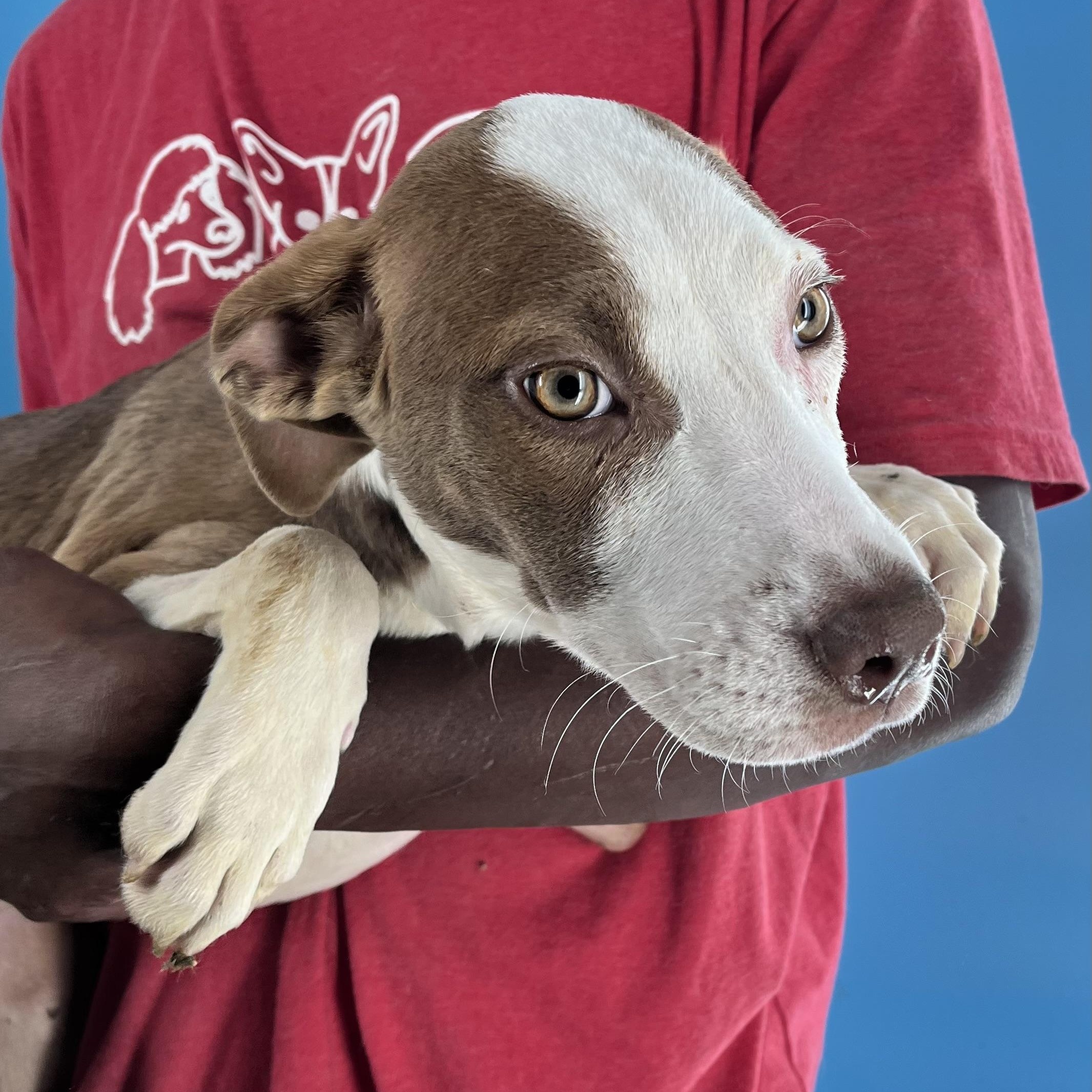 Enlarge Bonnie - Local Jan 9-11, a Adoptable mixed breed in North Smithfield, RI image 6/6