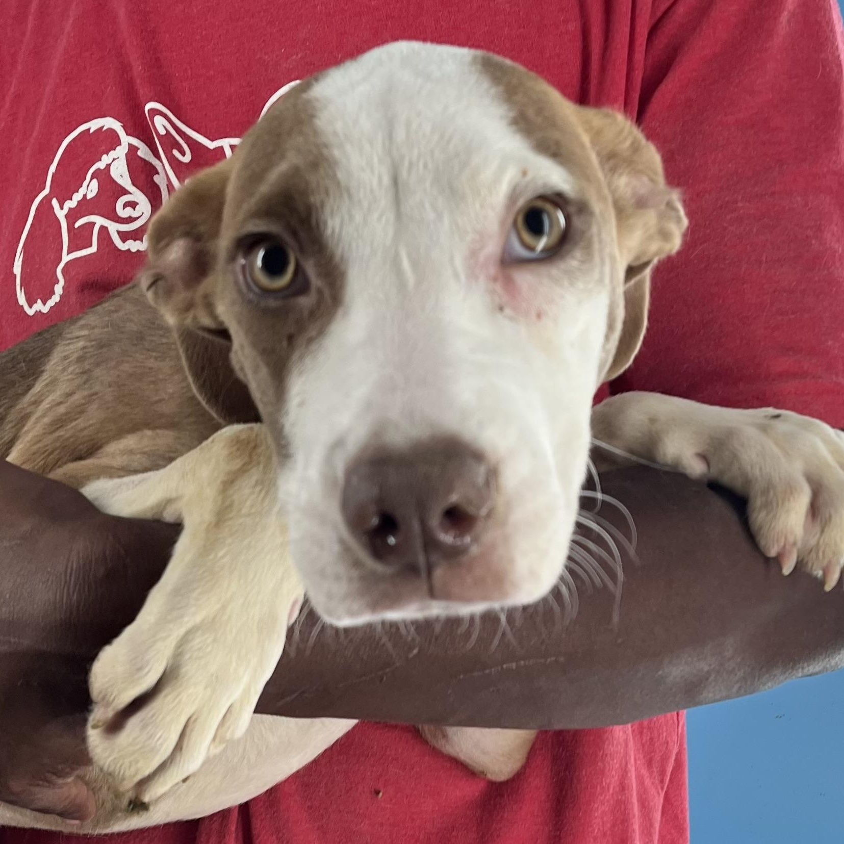 Bonnie - Local Jan 9-11, Adoptable, Puppy Female Labrador Retriever.