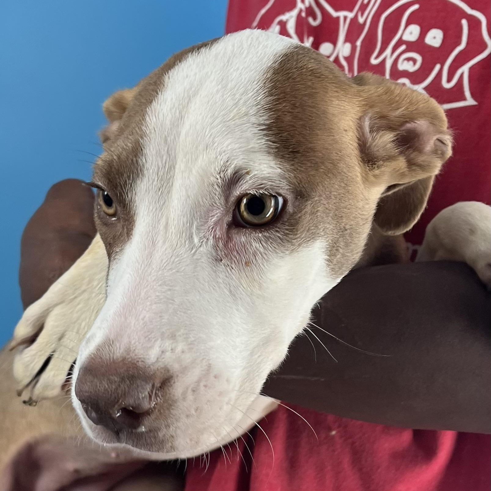 Enlarge Bonnie - Local Jan 9-11, a Adoptable mixed breed in North Smithfield, RI image 2/6