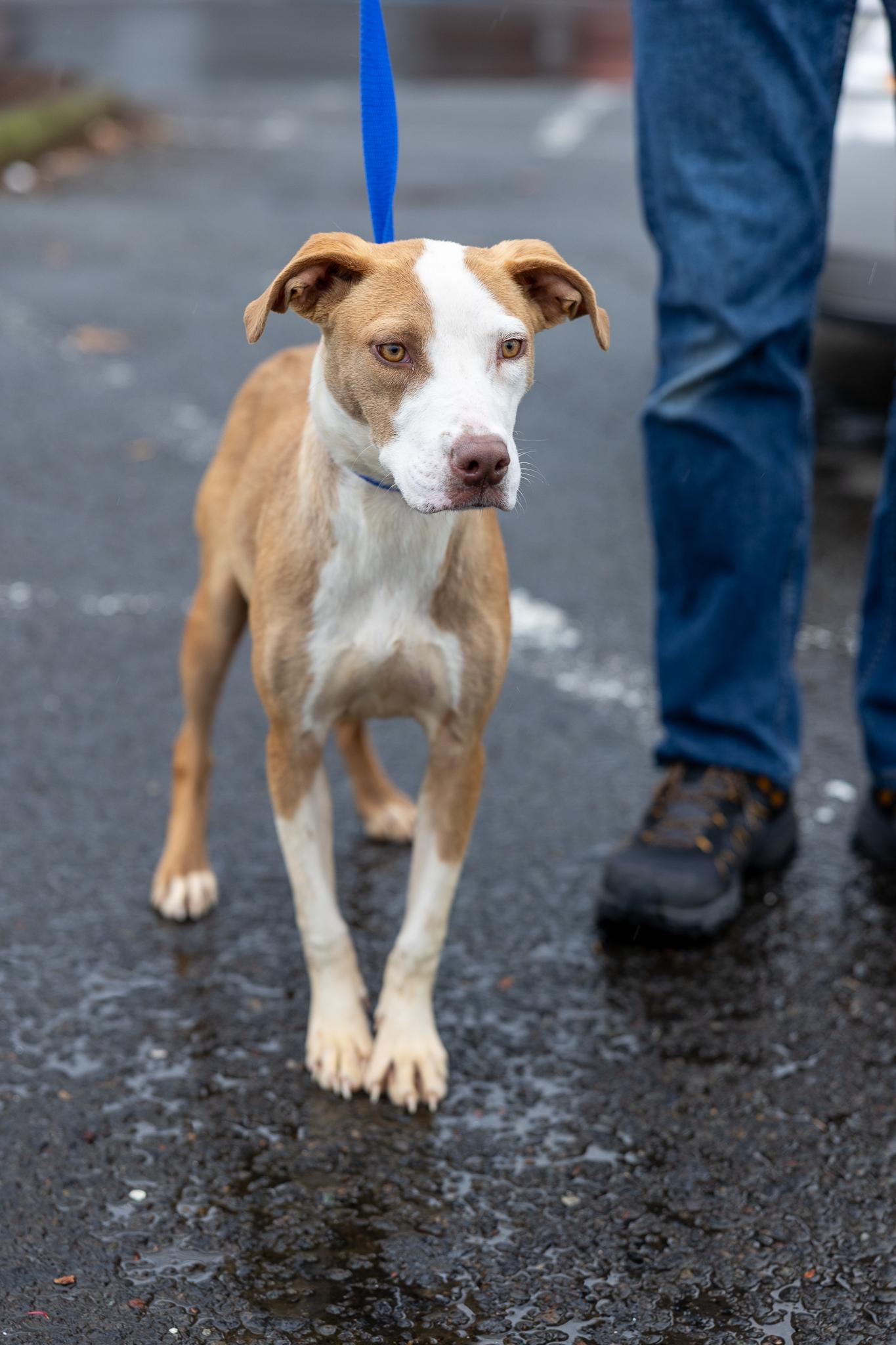 Enlarge Bonnie - Local April 10-12, a Adoptable mixed breed in Johnston, RI image 1/2