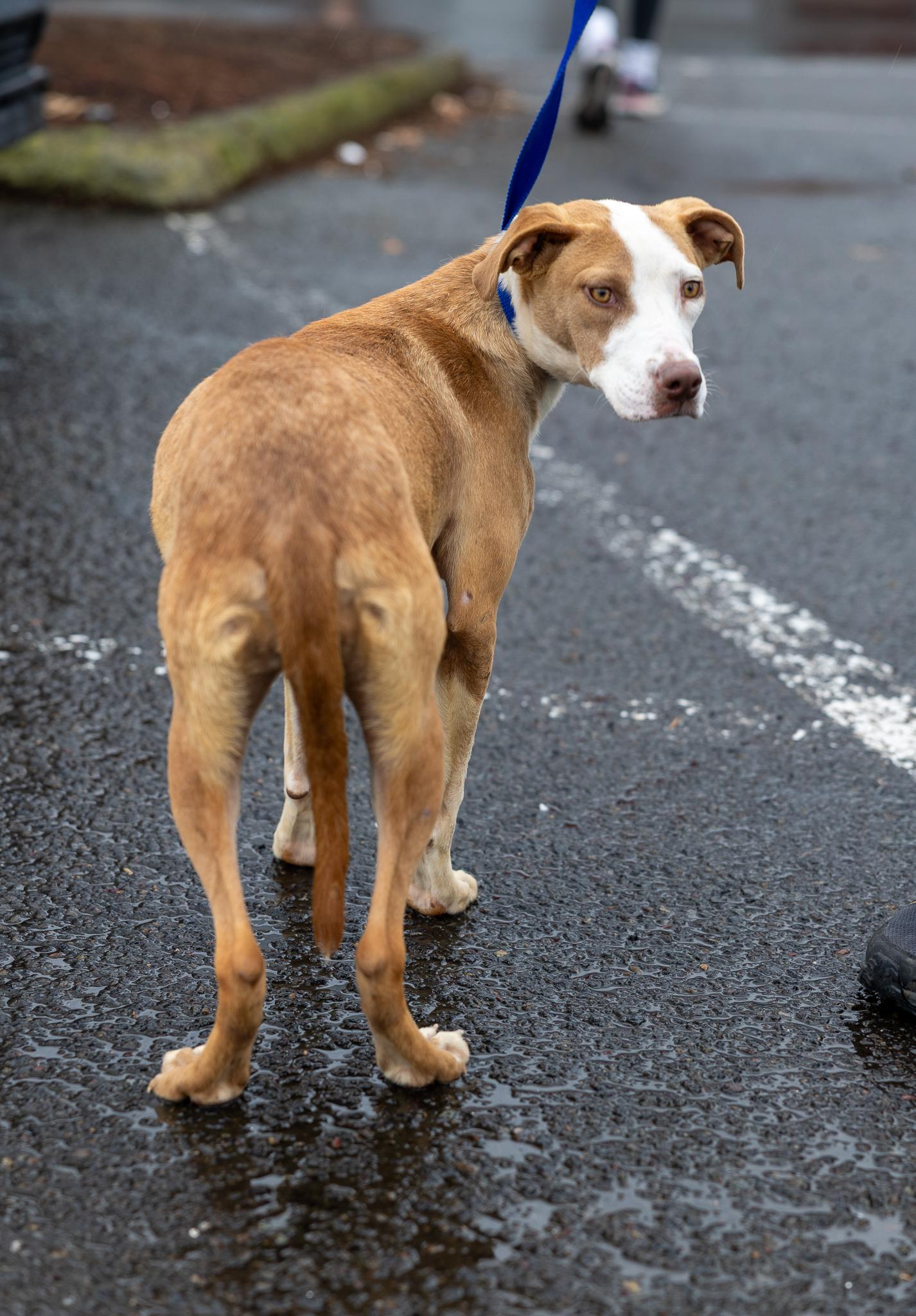 Enlarge Bonnie - Local April 10-12, a Adoptable mixed breed in Johnston, RI image 2/2