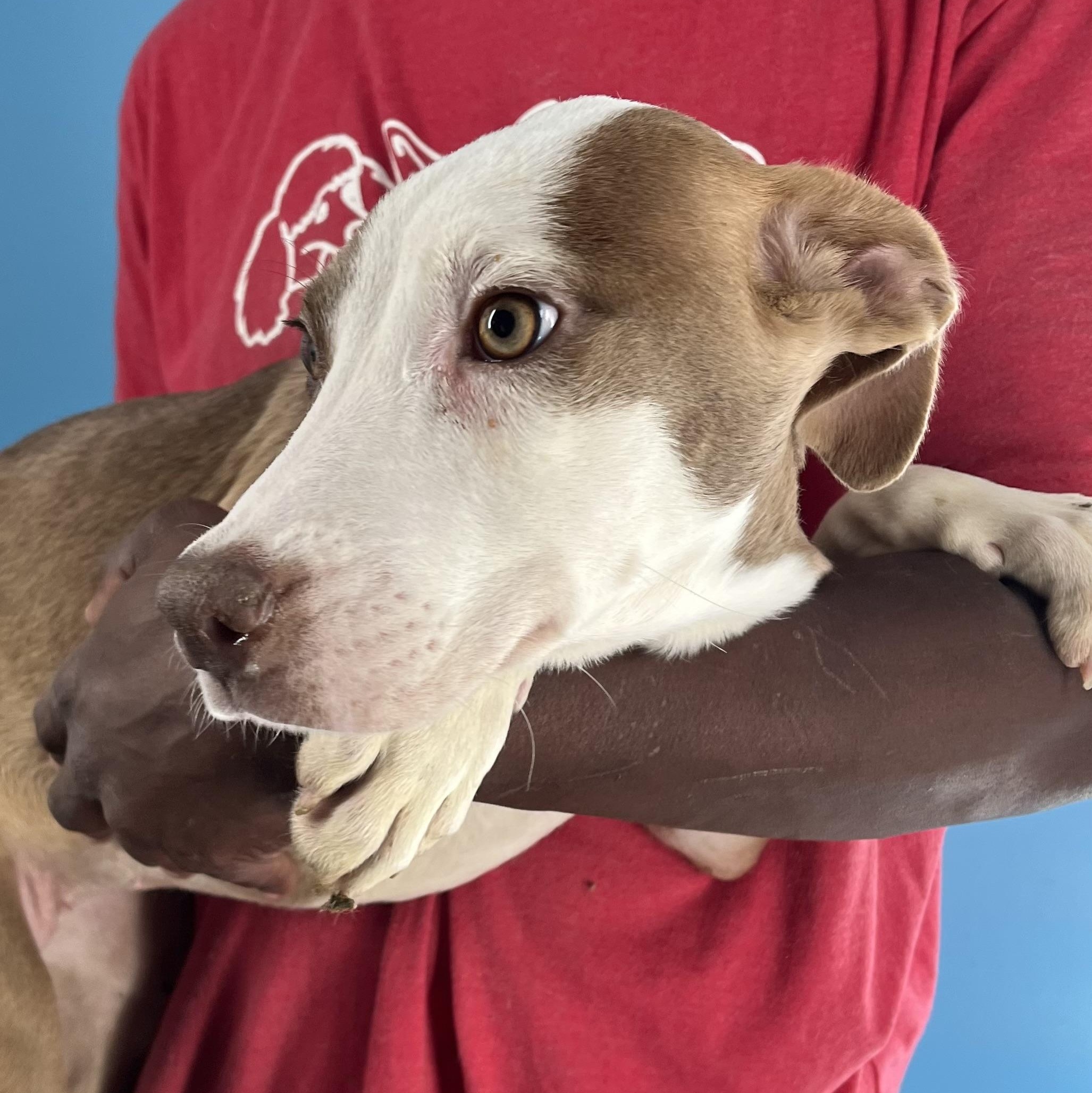 Enlarge Bonnie - Local Jan 9-11, a Adoptable mixed breed in North Smithfield, RI image 4/6