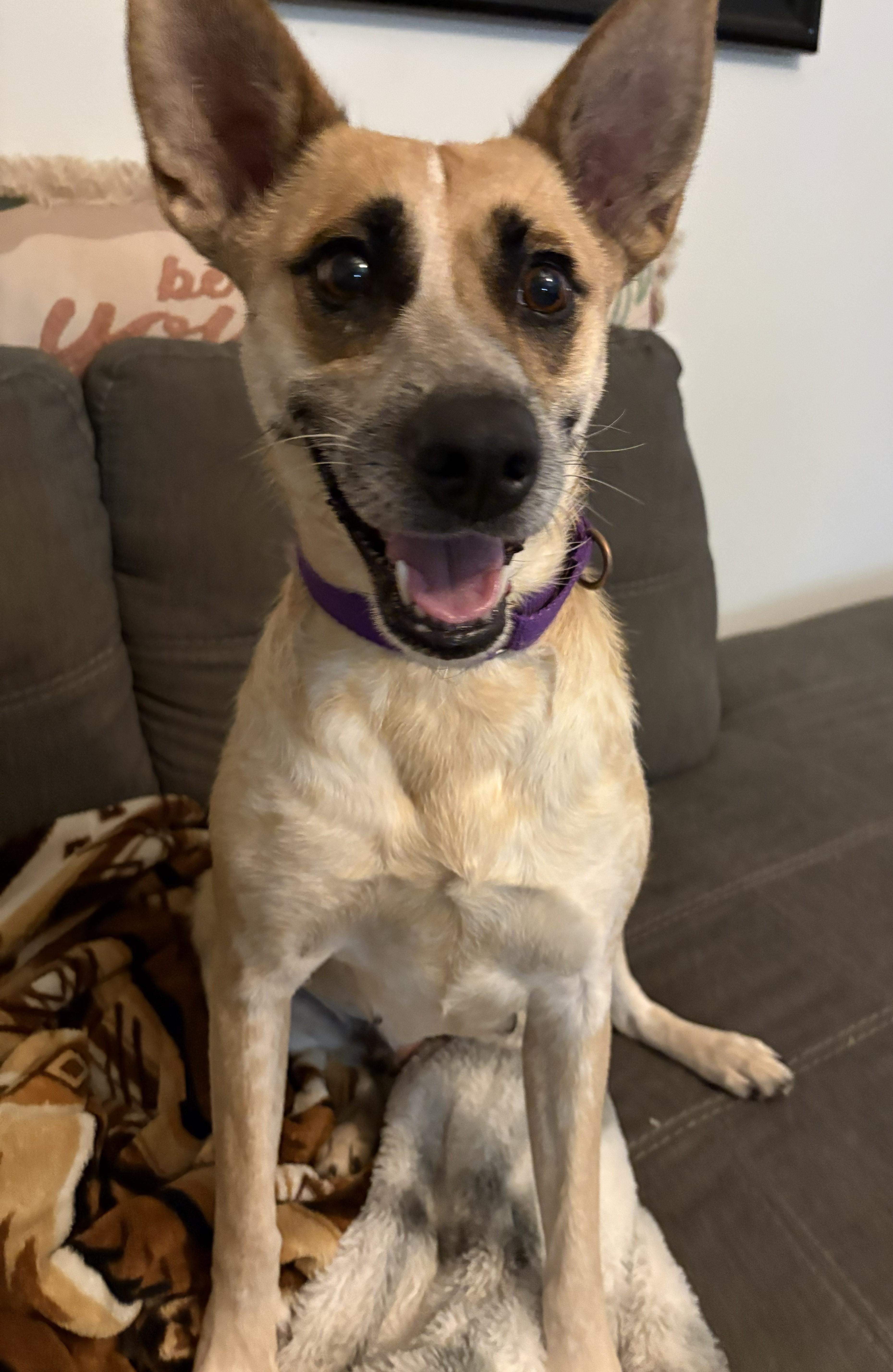 Enlarge Dolly, a Adoptable mixed breed in Gallatin, TN image 2/4
