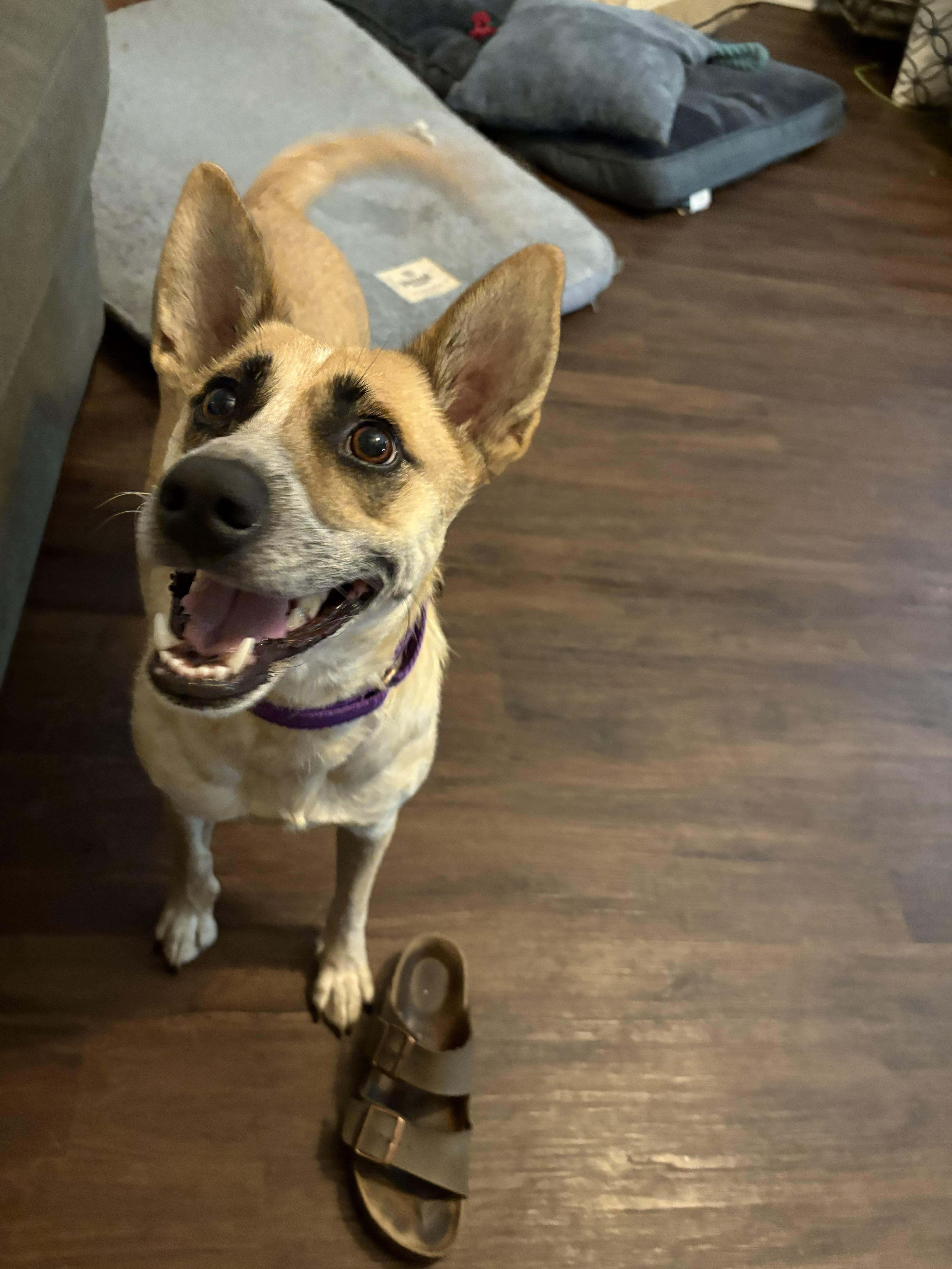 Enlarge Dolly, a Adoptable mixed breed in Gallatin, TN image 4/4