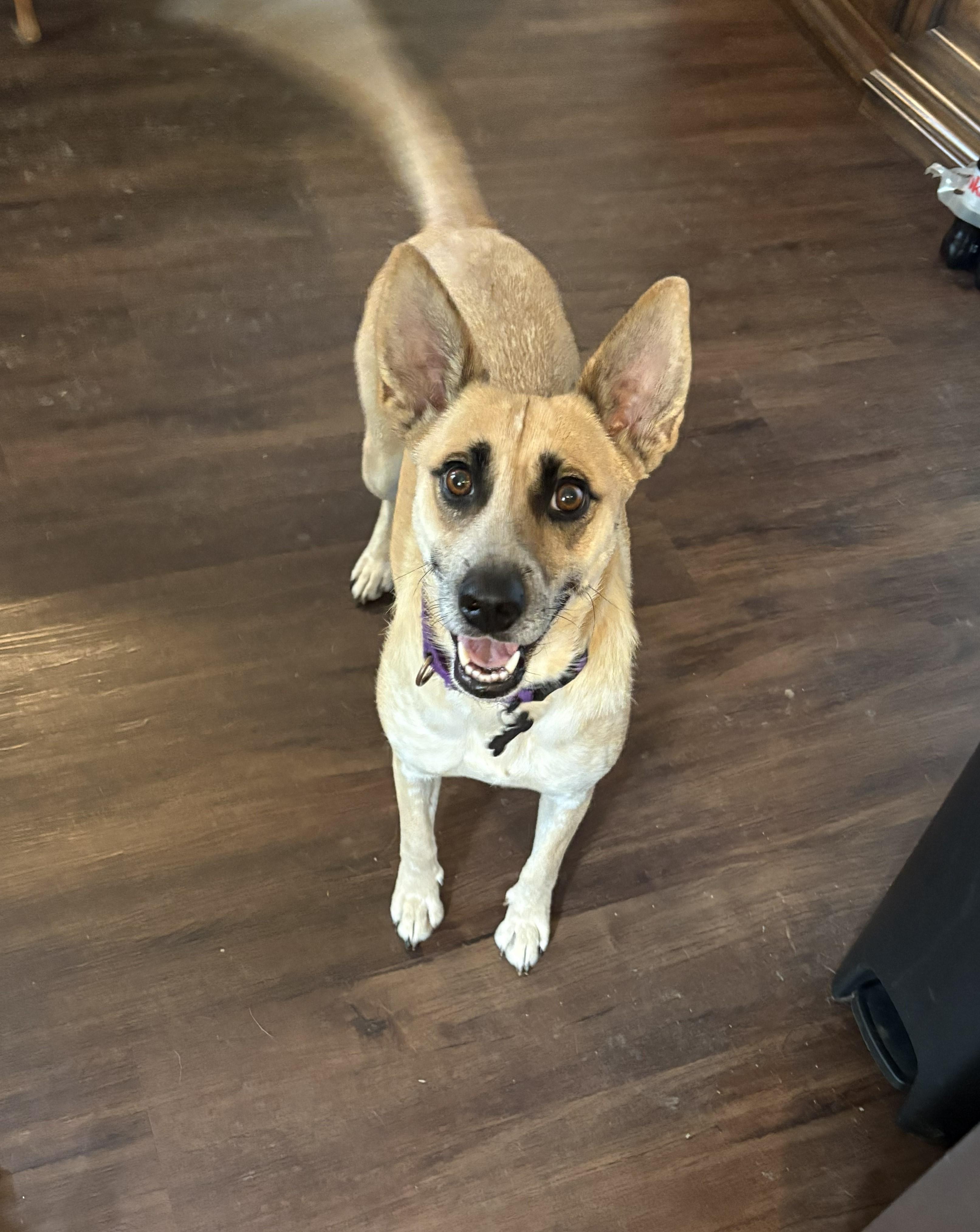 Dolly, Adoptable, Adult Female Shepherd & Feist.