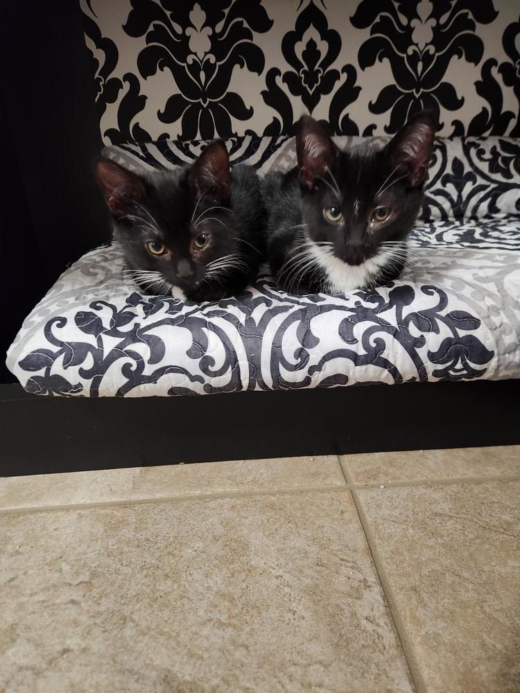 Tails Bean, Adoptable, Kitten Male Domestic Short Hair.