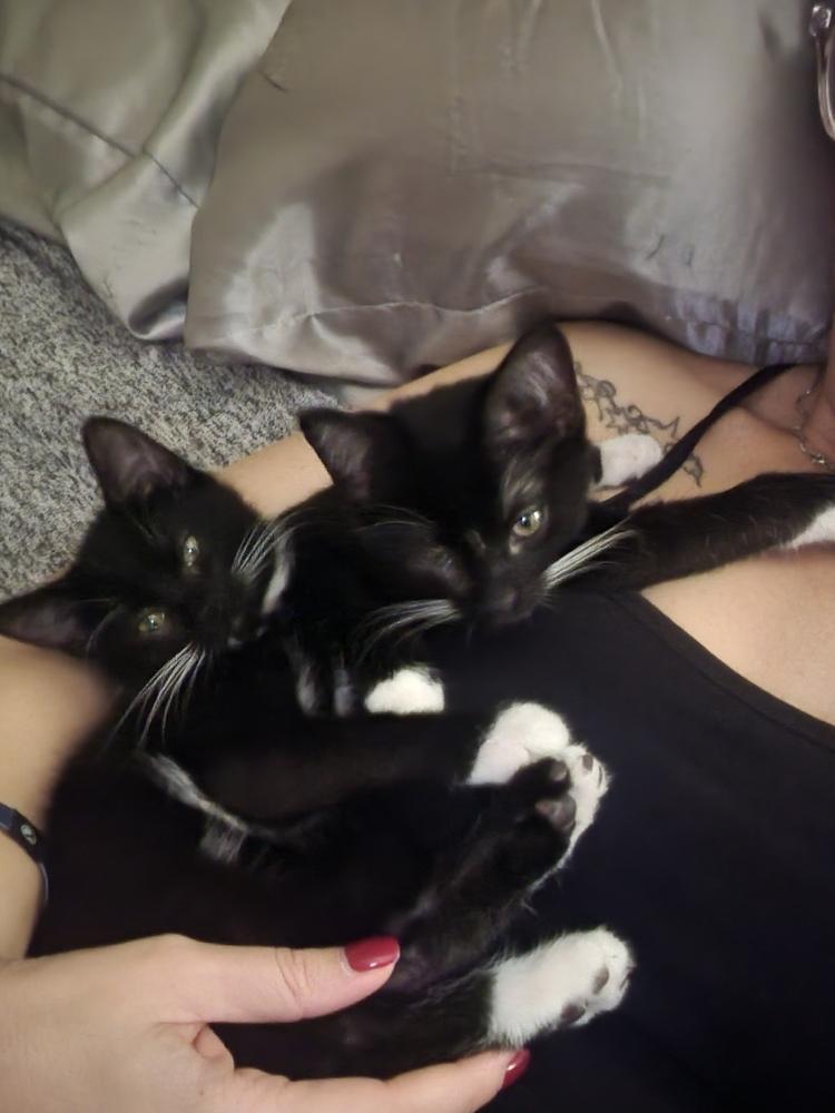 Enlarge Tails Bean, a Adoptable mixed breed in Albuquerque, NM image 3/4