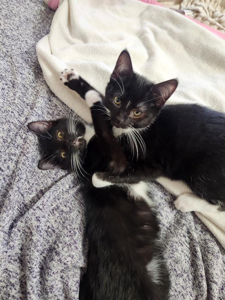 Enlarge Tails Bean, a Adoptable mixed breed in Albuquerque, NM image 2/4