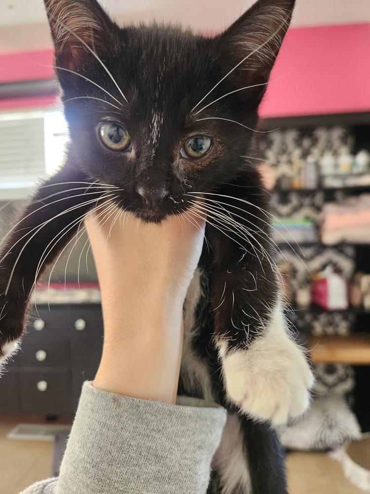 Enlarge Tails Bean, a Adoptable mixed breed in Gallup, NM image 2/2